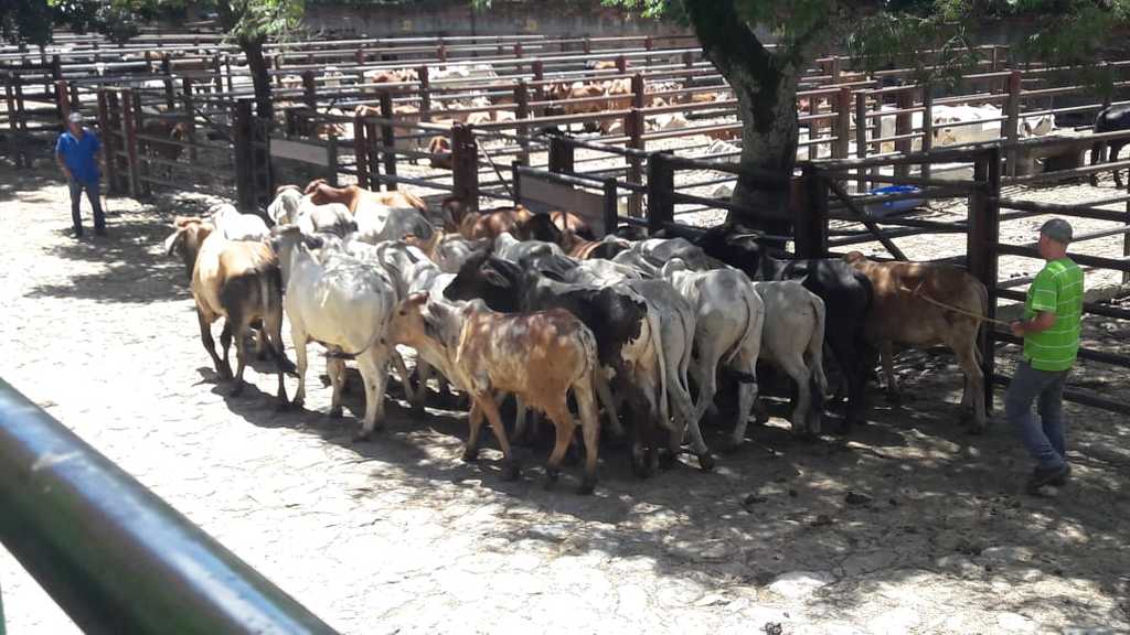 Novillos para ceba *240kg