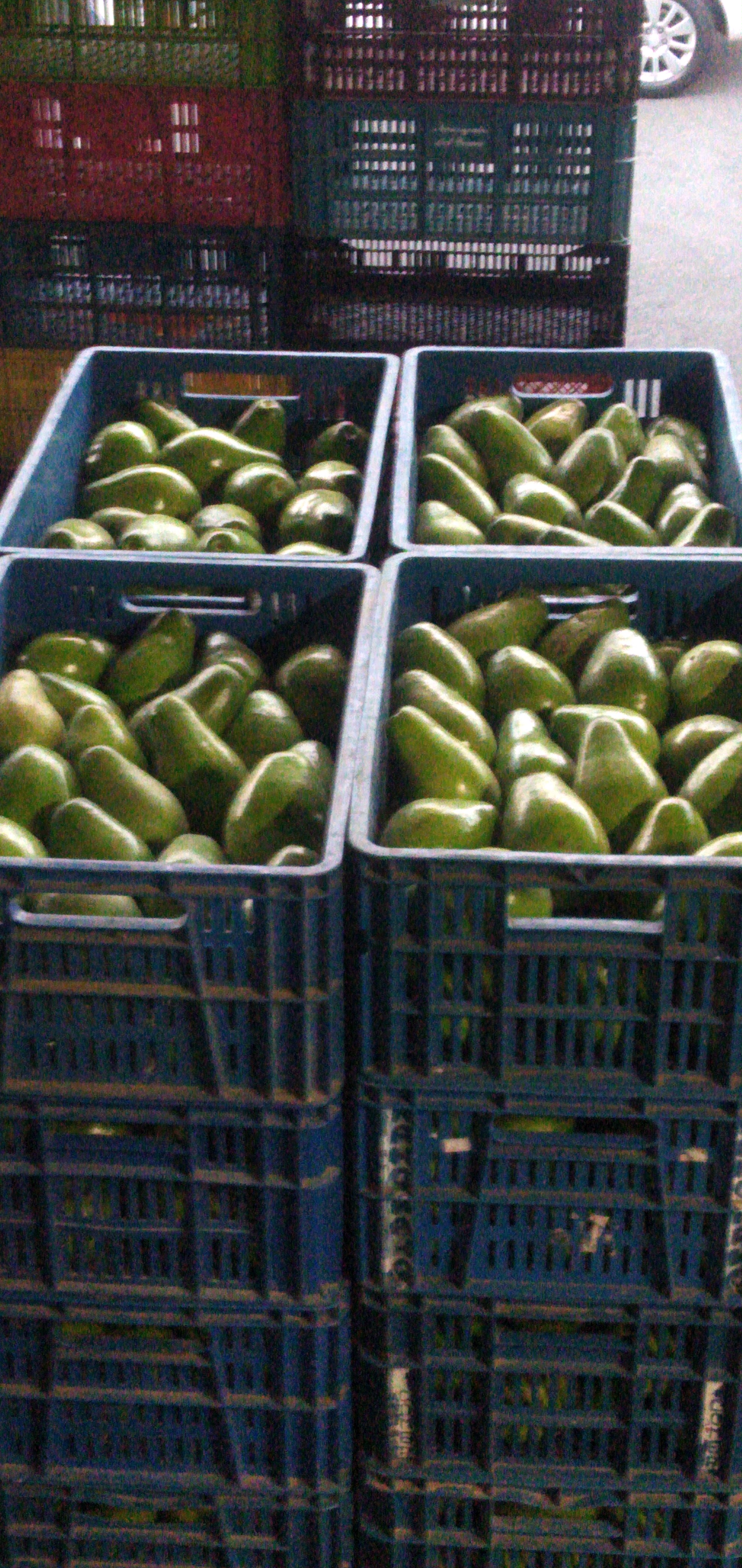 Aguacate papelillo