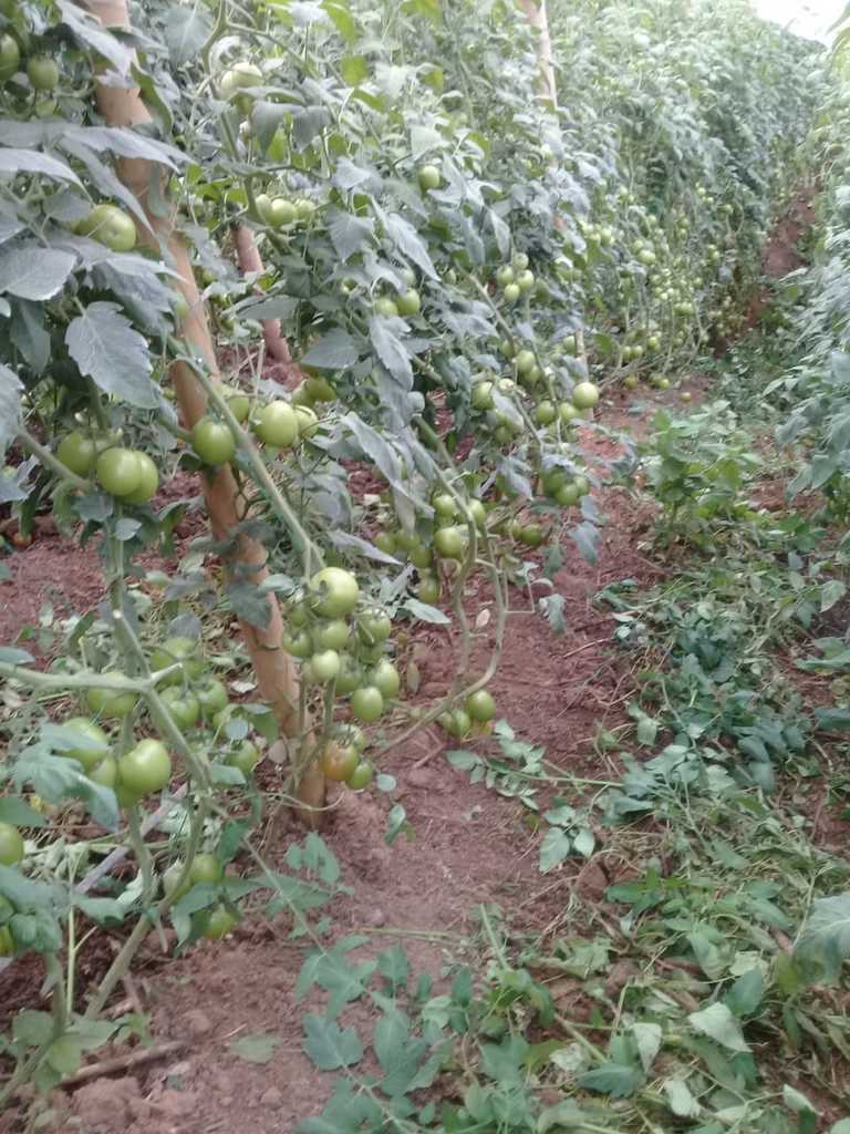 tomate