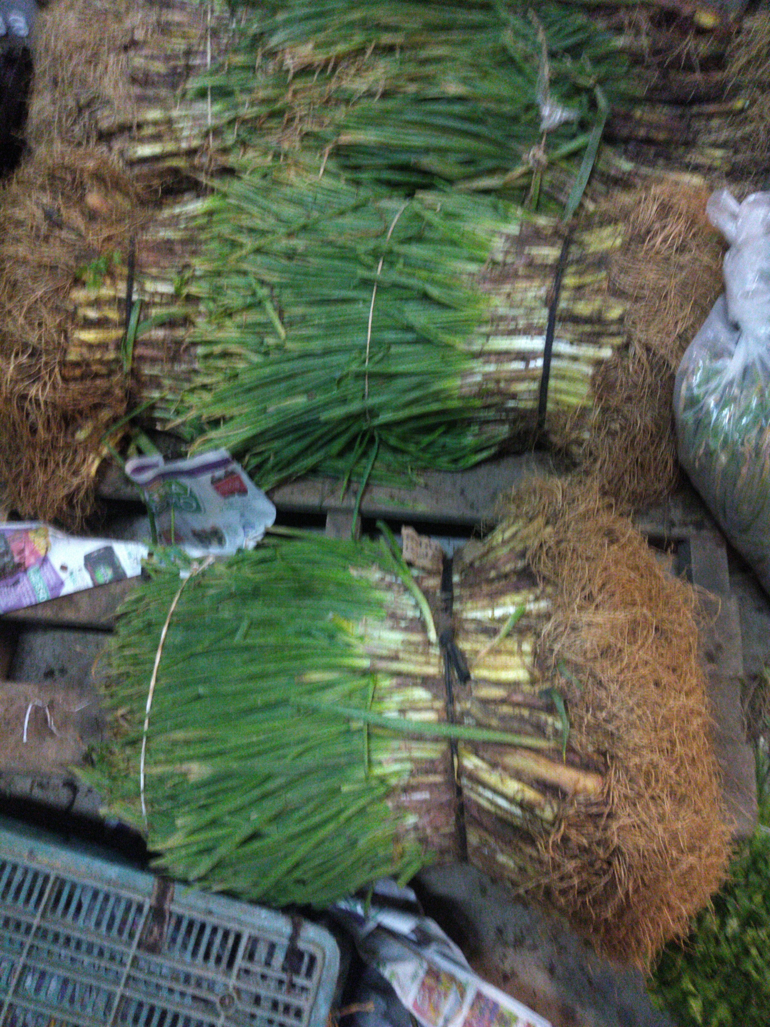 Cebolla de rama