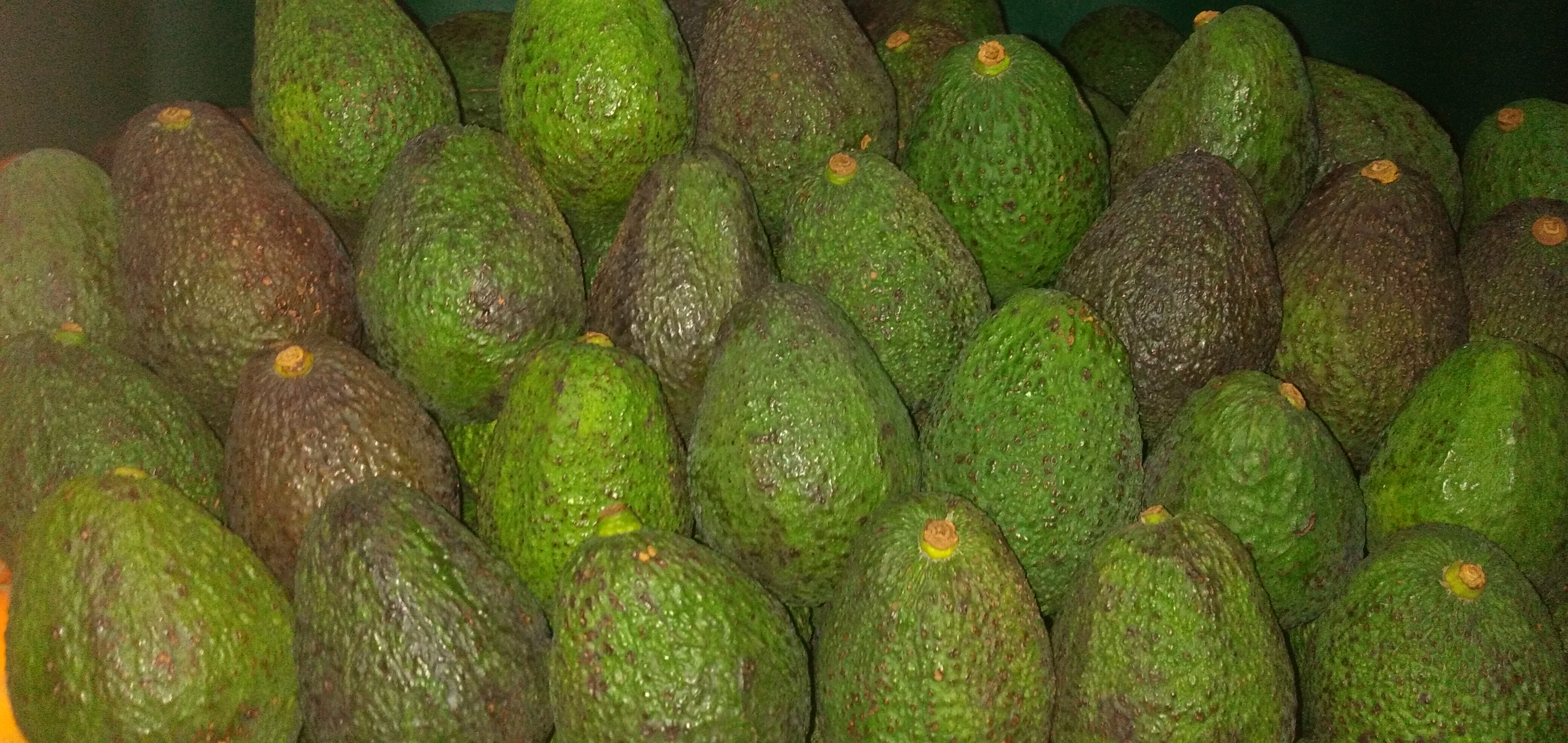 Aguacate Hass