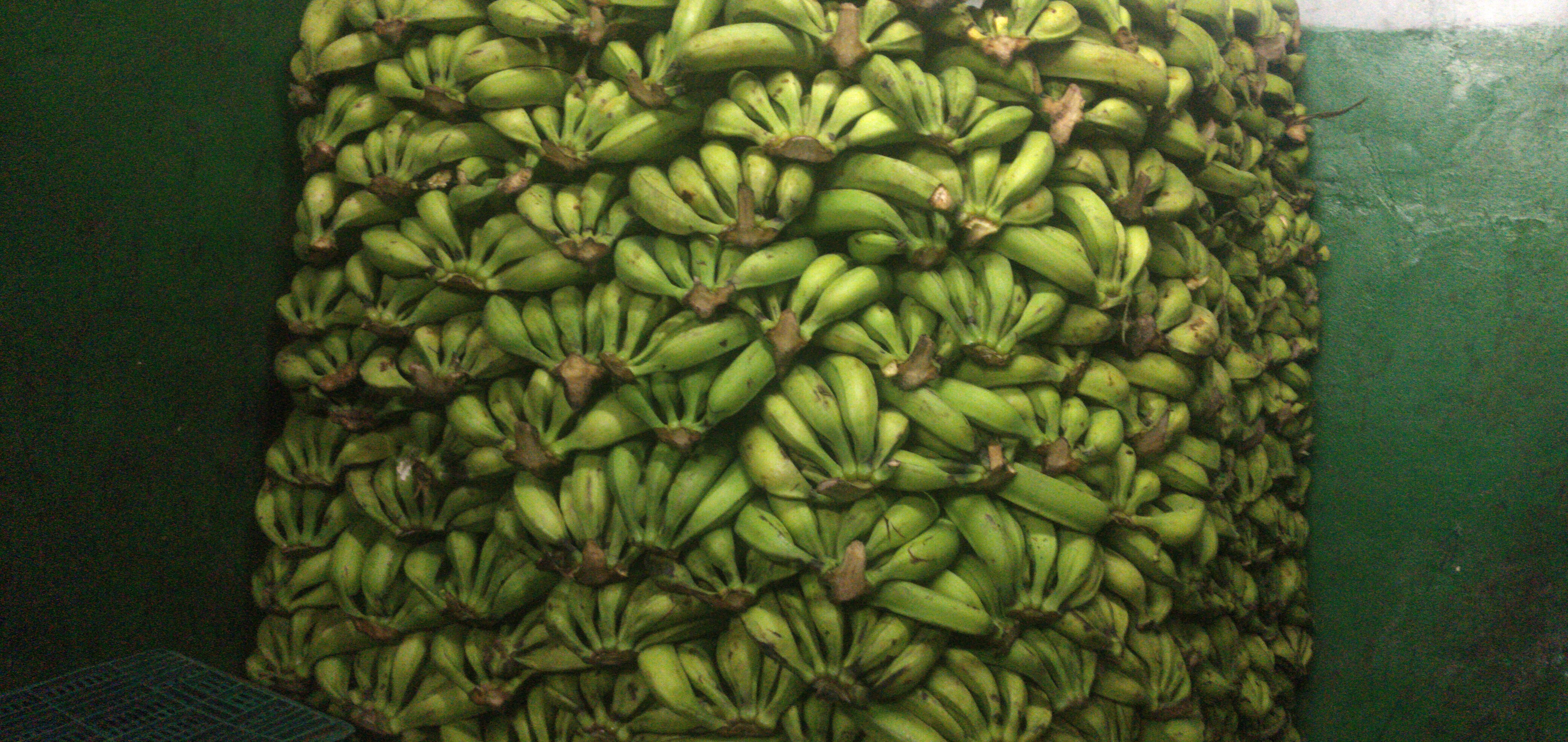 Plátano verde