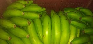 Banano