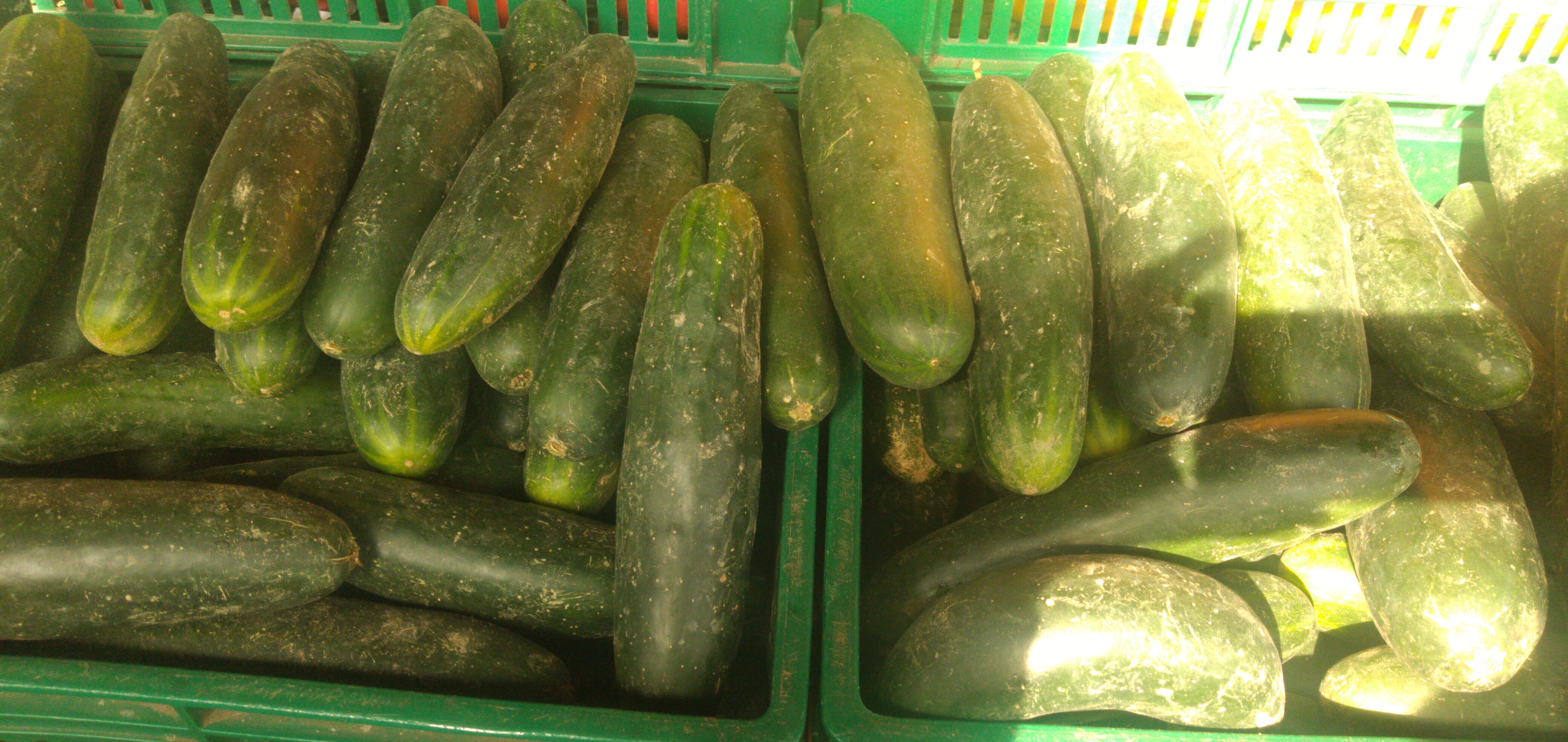 Pepino