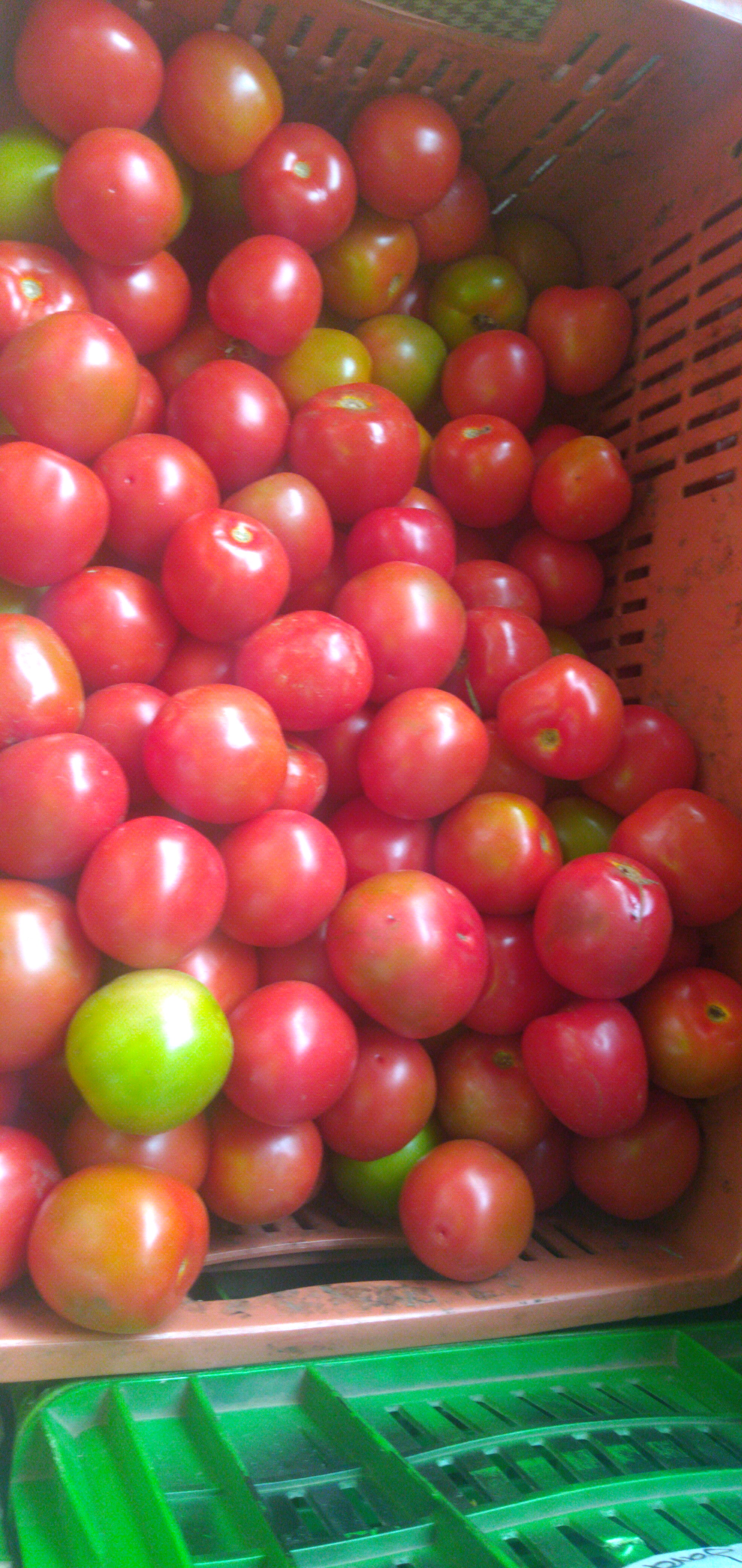 Tomate de aliño