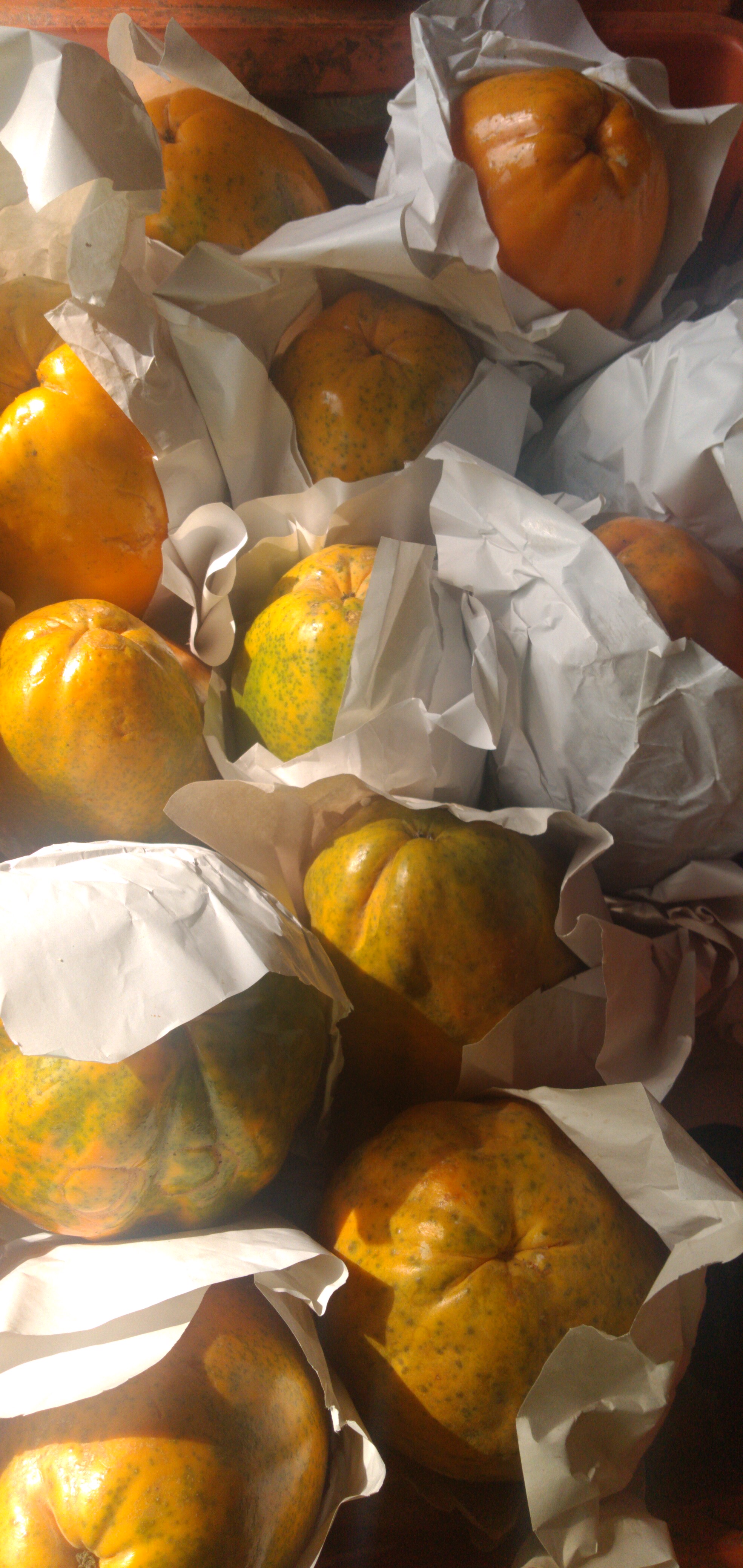 Papaya maradol