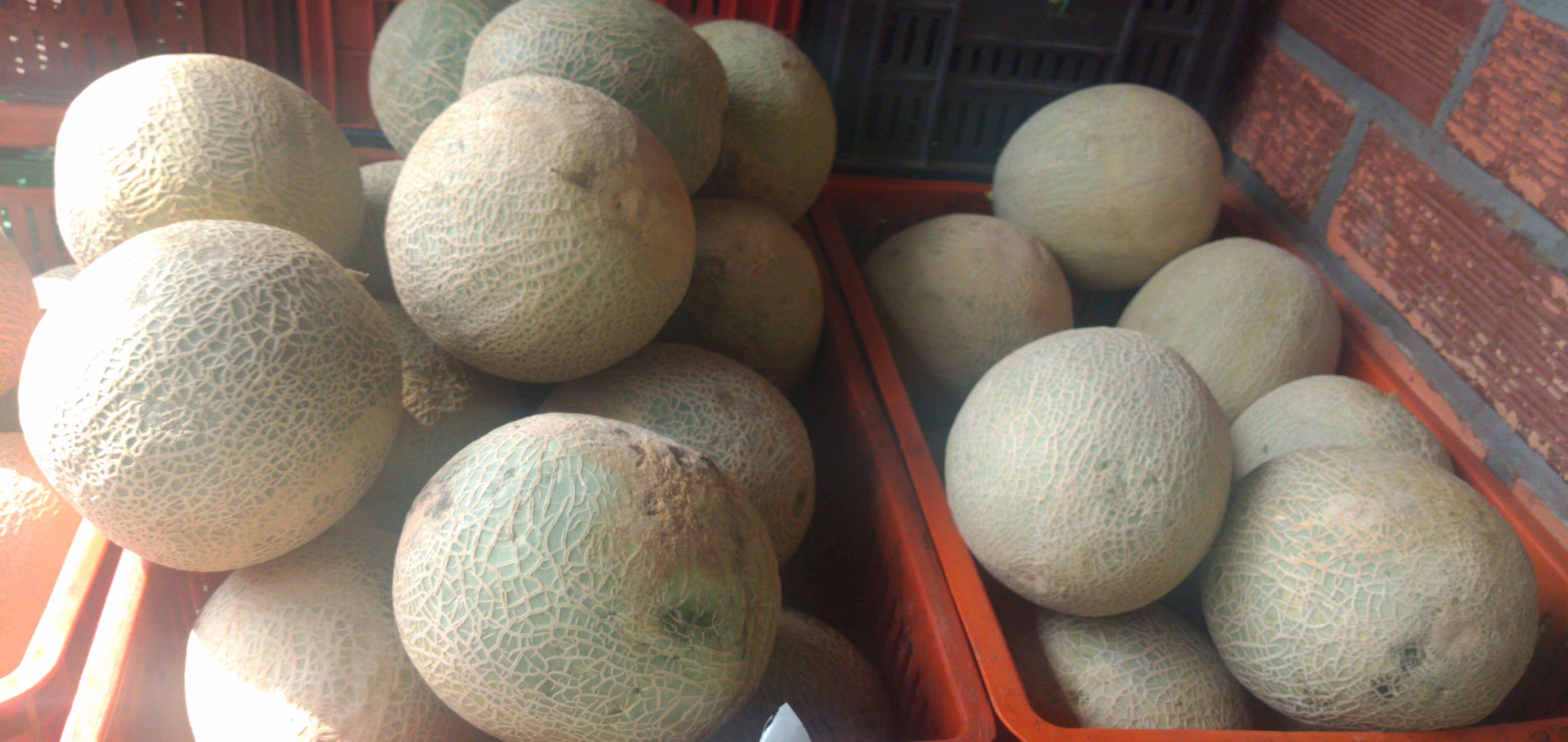 Melón
