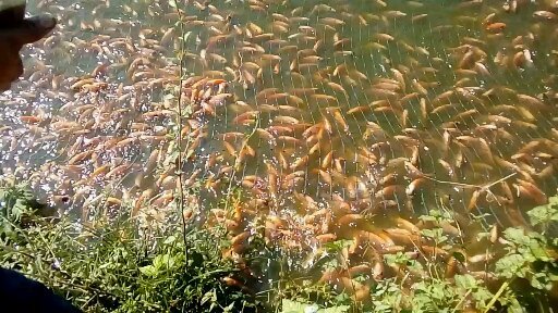 Tilapia roja