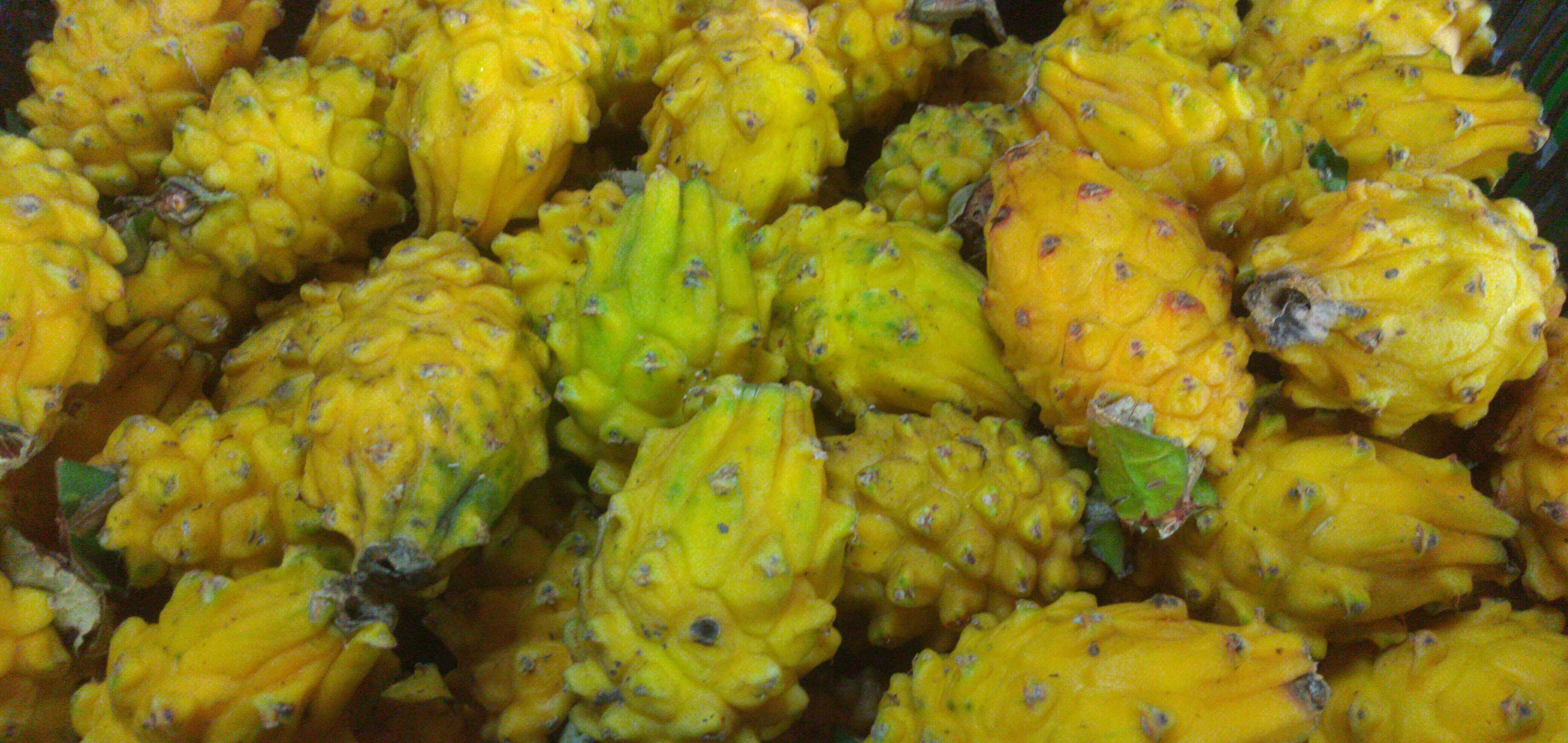 Pitaya