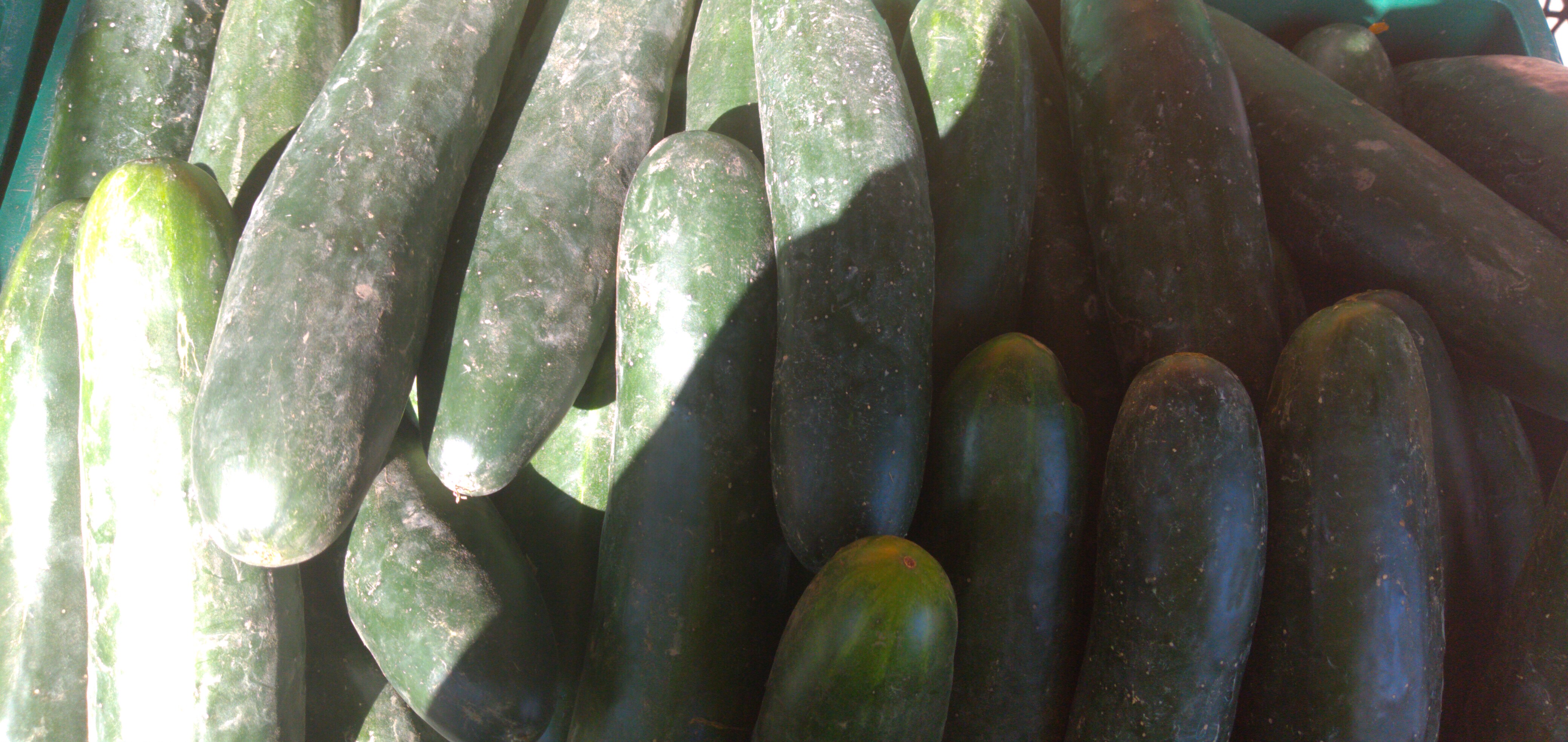Pepino
