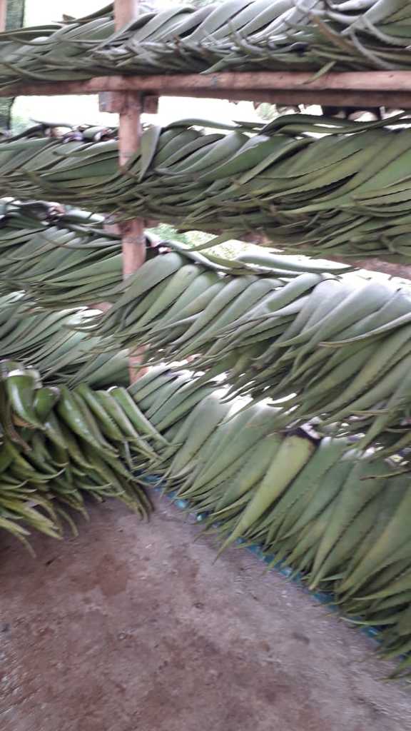 Aloe vera