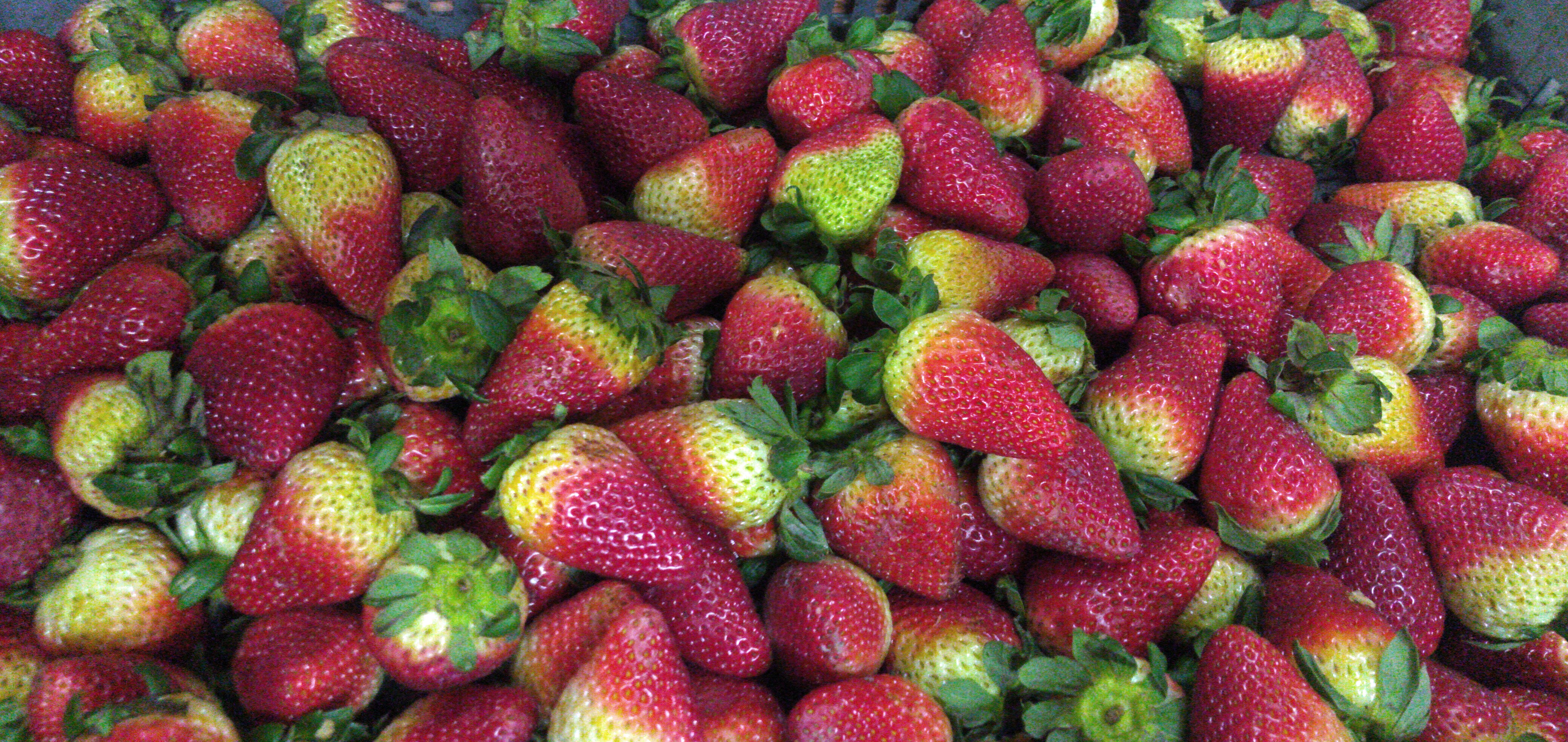 Fresa jumbo