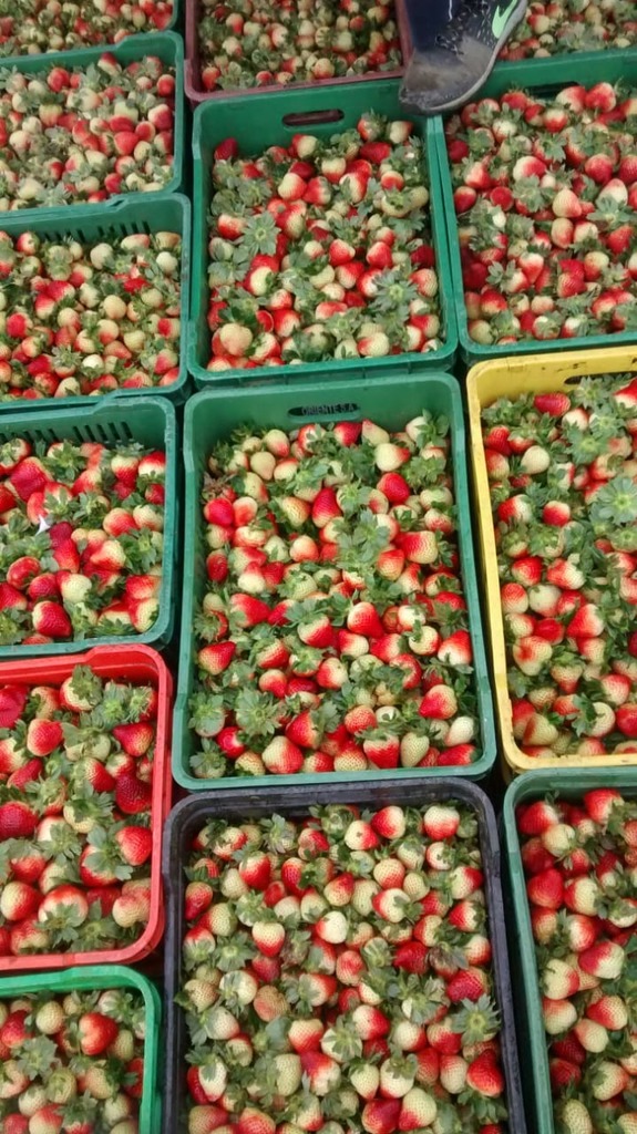 Fresas de segunda