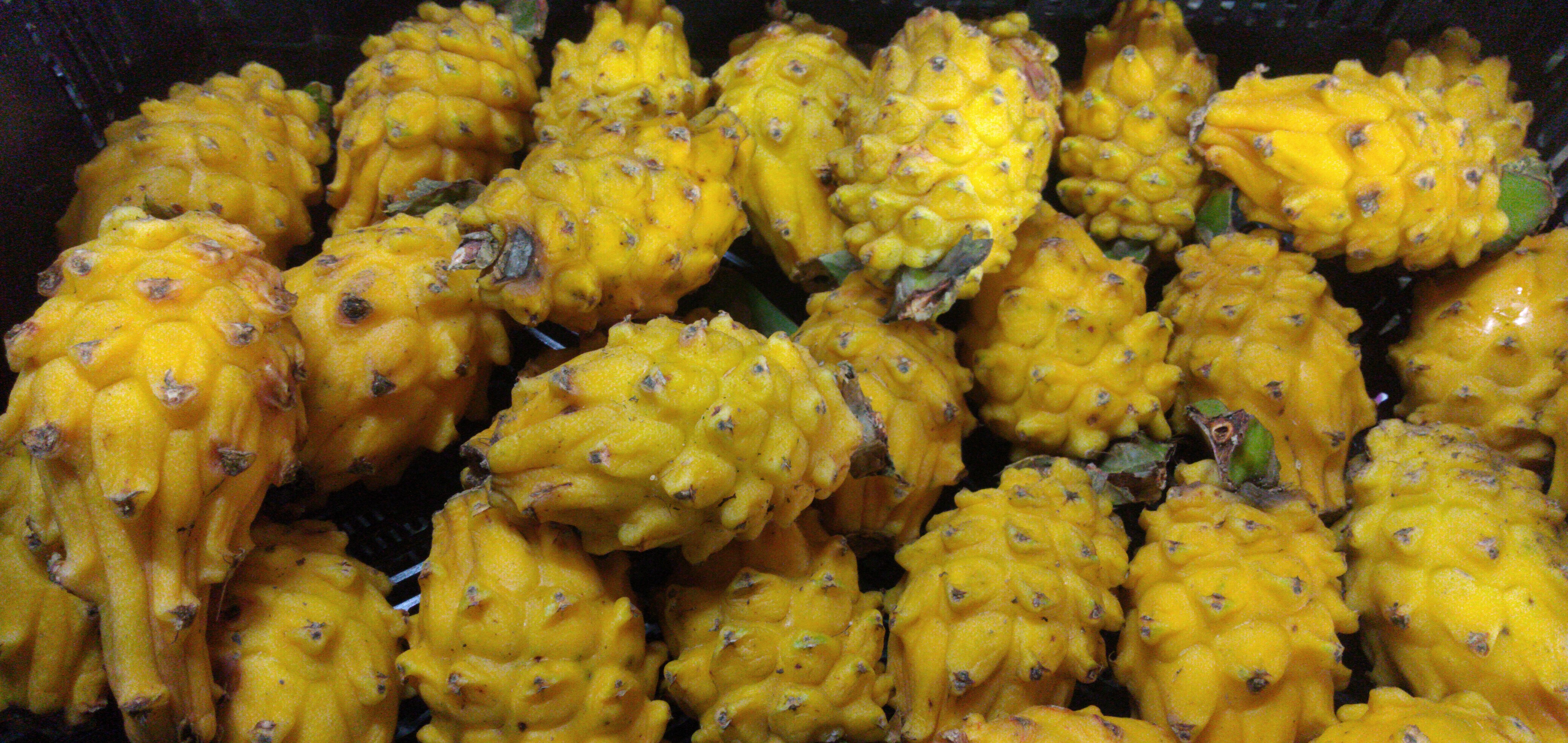 Pitaya