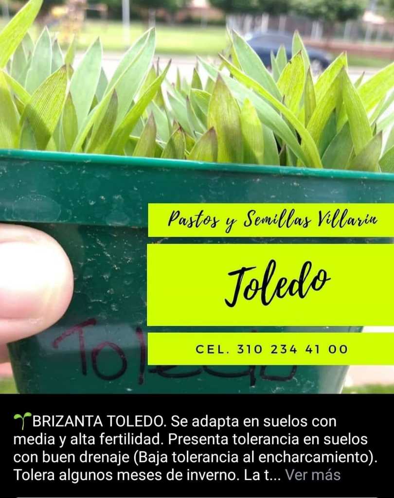 Semilla Brizanta Toledo
