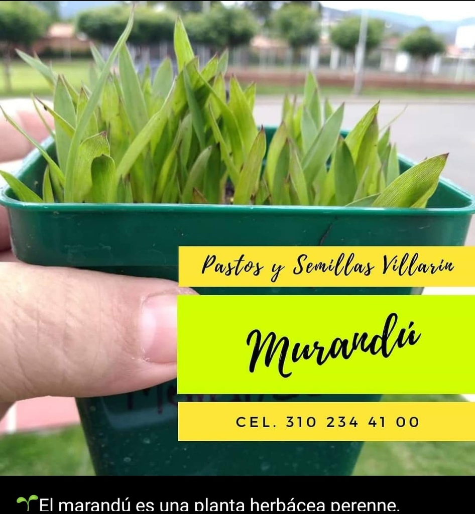 Semilla Marandu
