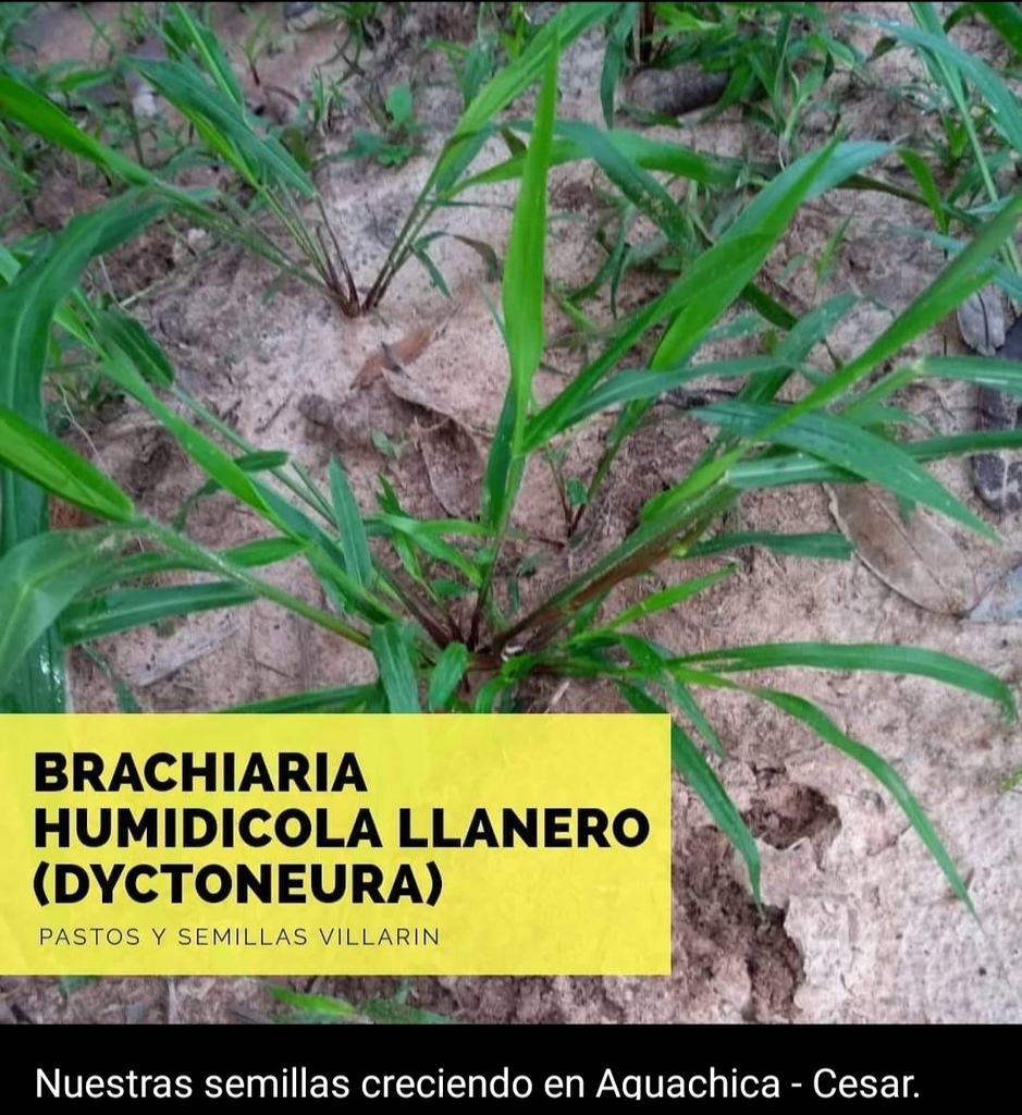 Semilla Brachiaria Humidicula llanero /promocion