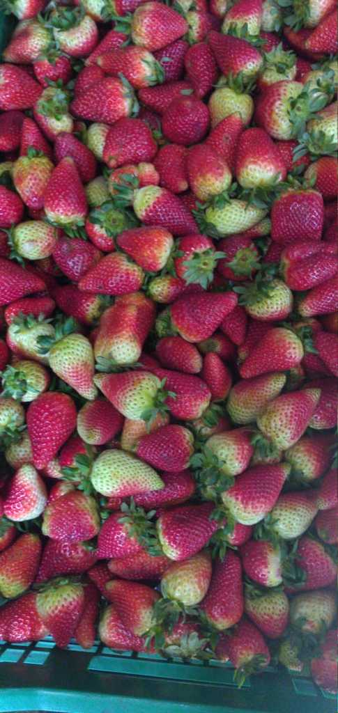 Fresas tipo 1ra