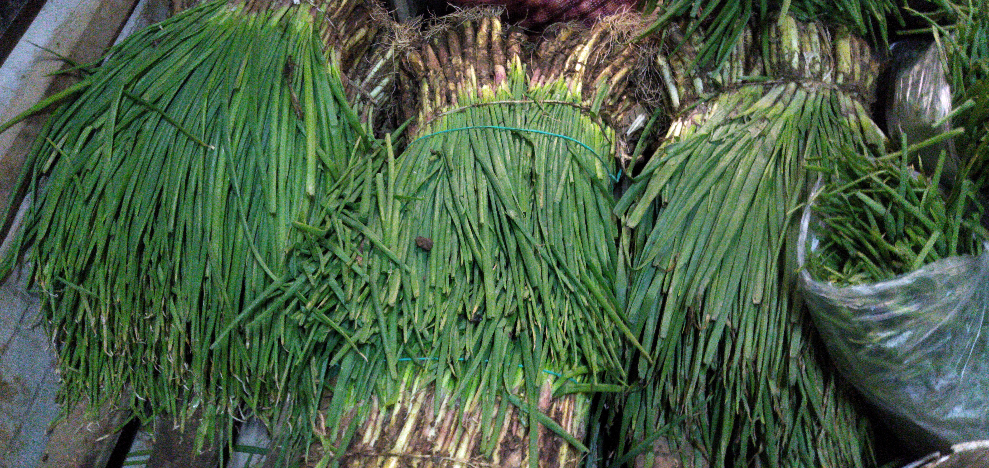 Cebolla de rams