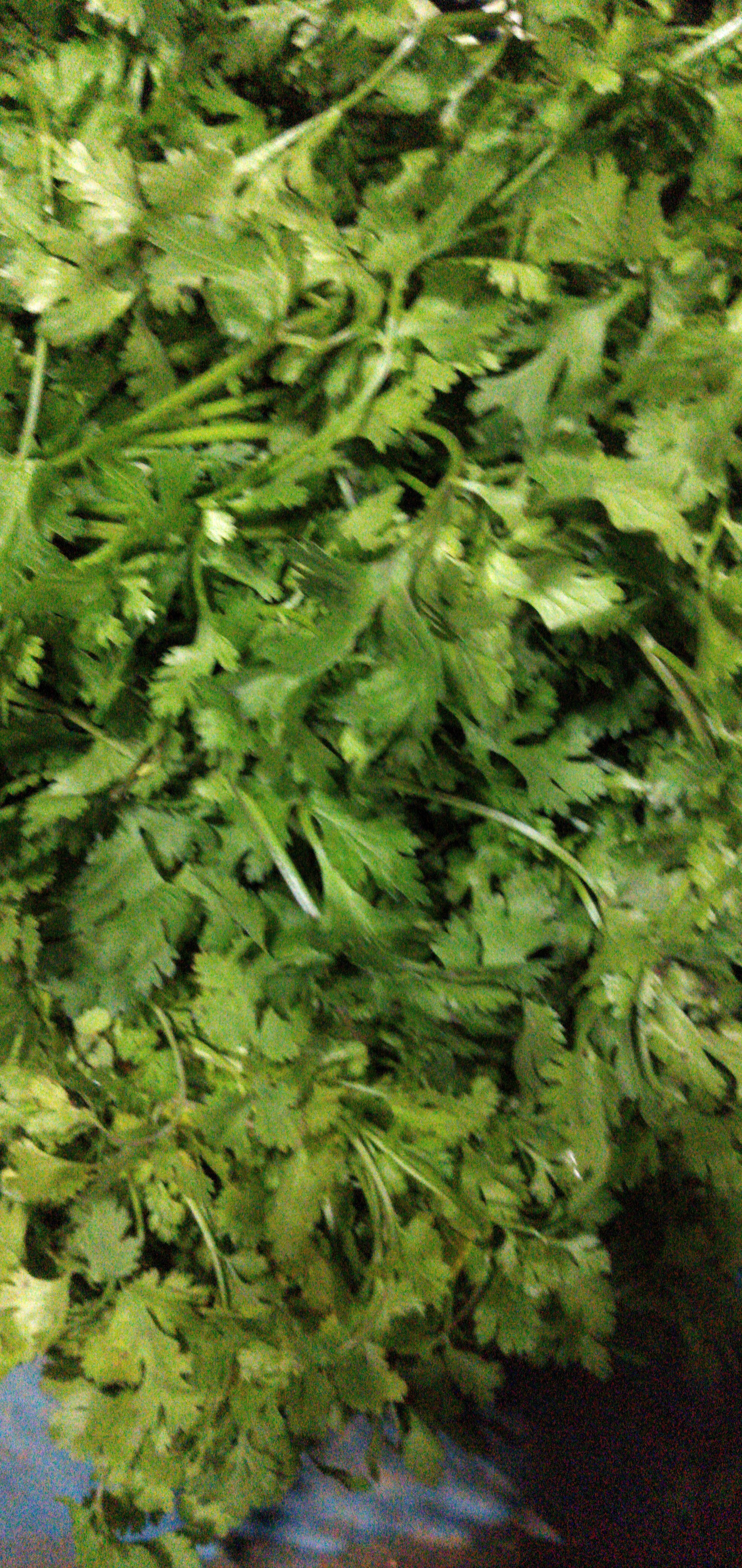 Cilantro