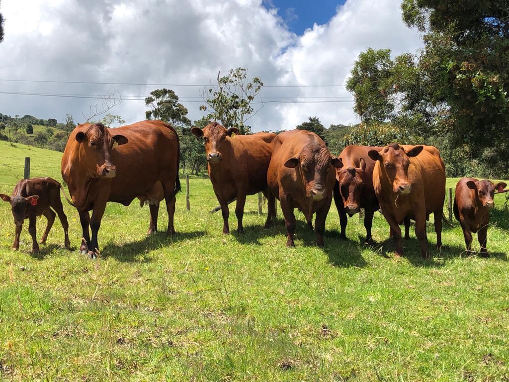 ganado senepol, 2 vacas paridas, 2 vacas horras, 1 novilla de vientre