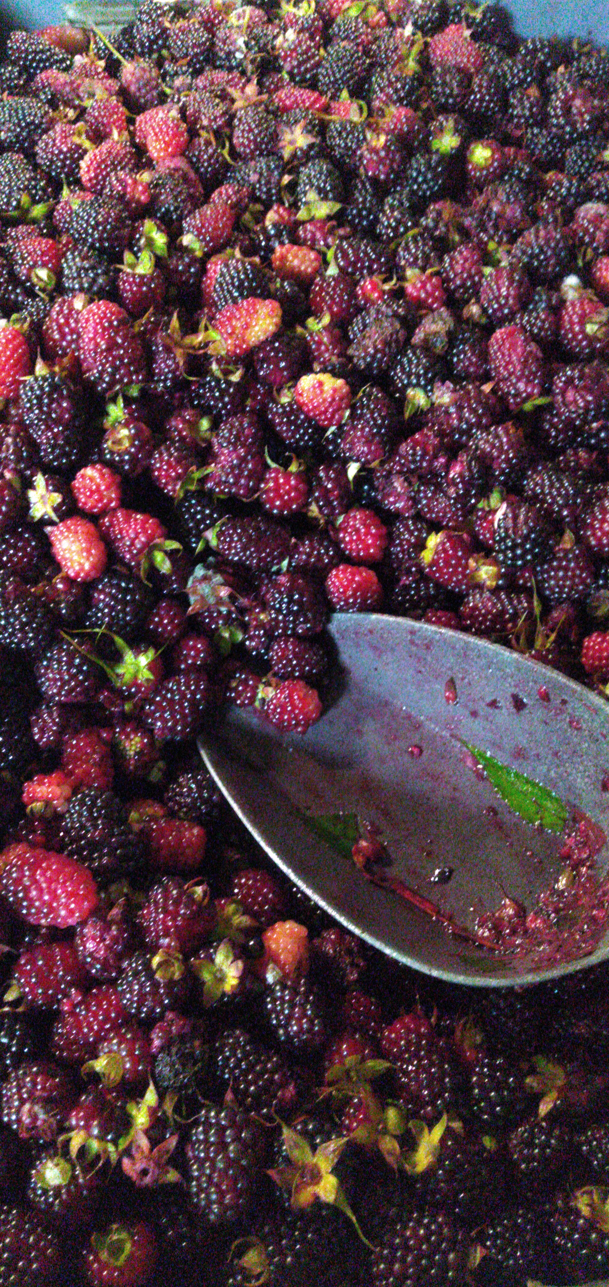 Moras