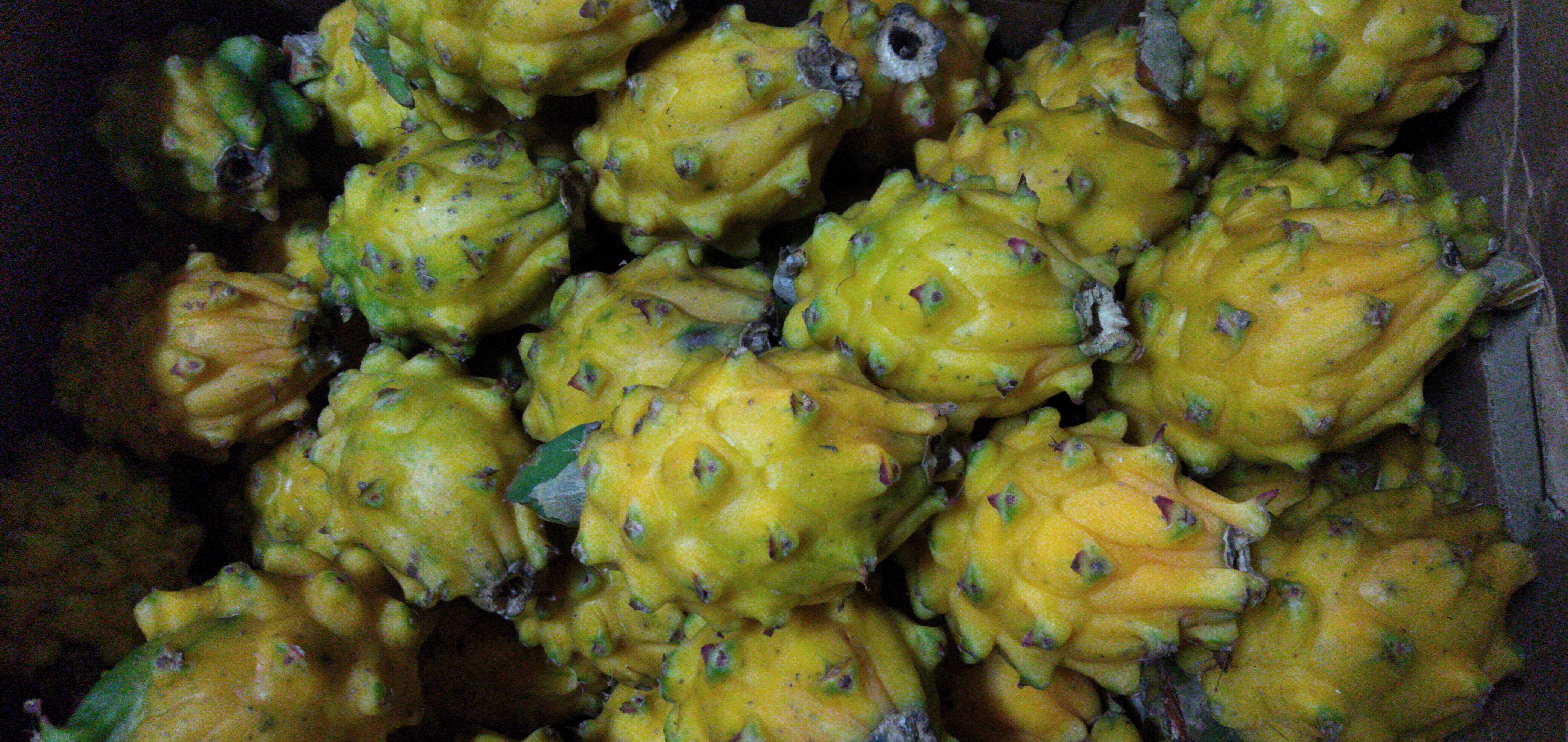 Pitaya primera