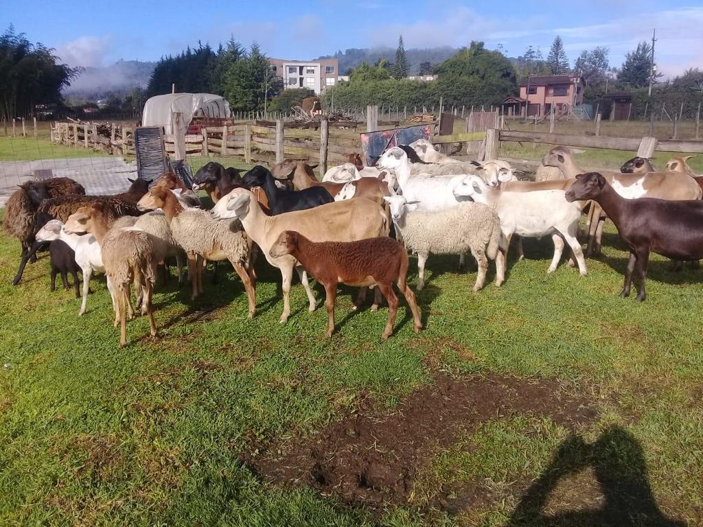 Ovinos / carneros 35kg Aprox