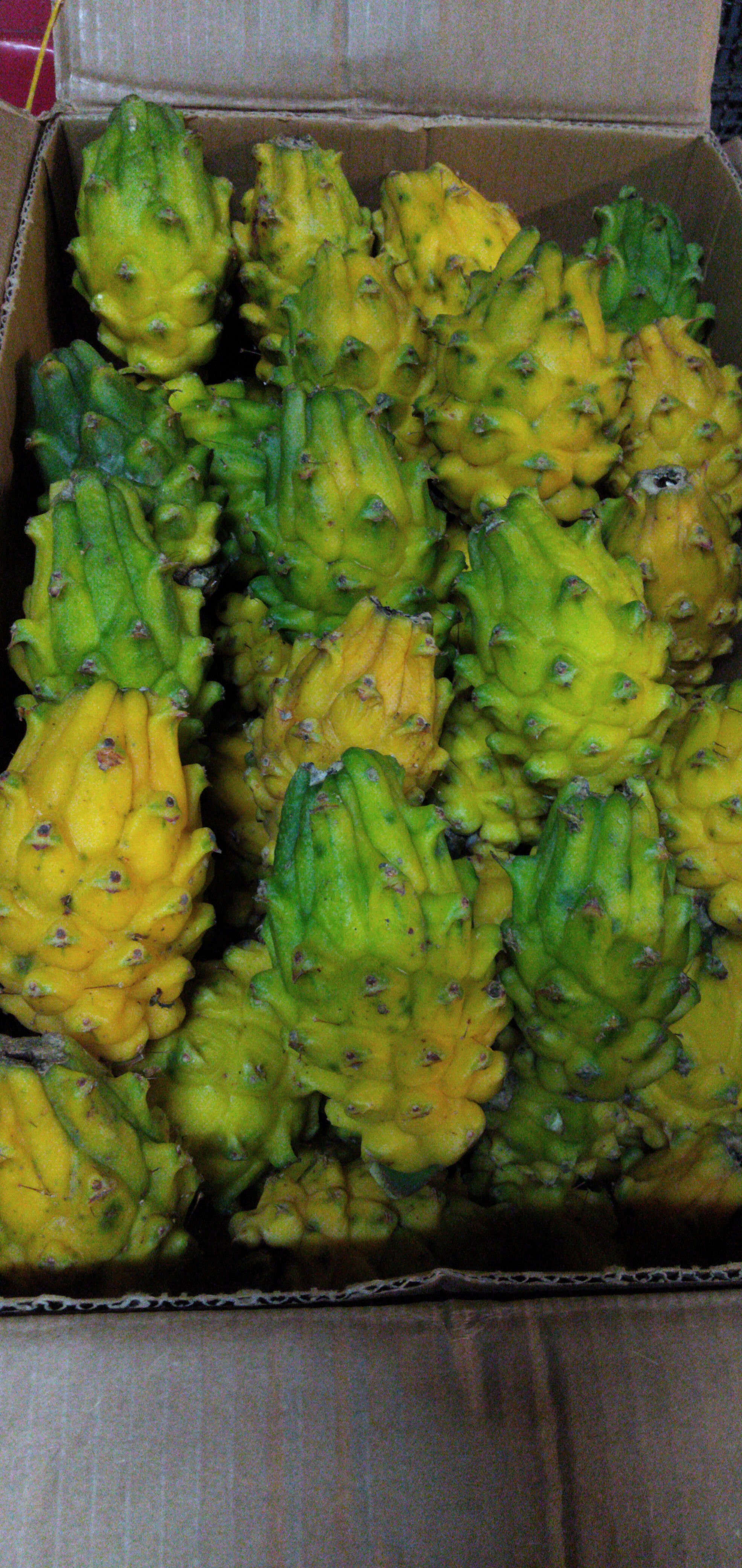Pitaya calidad industria