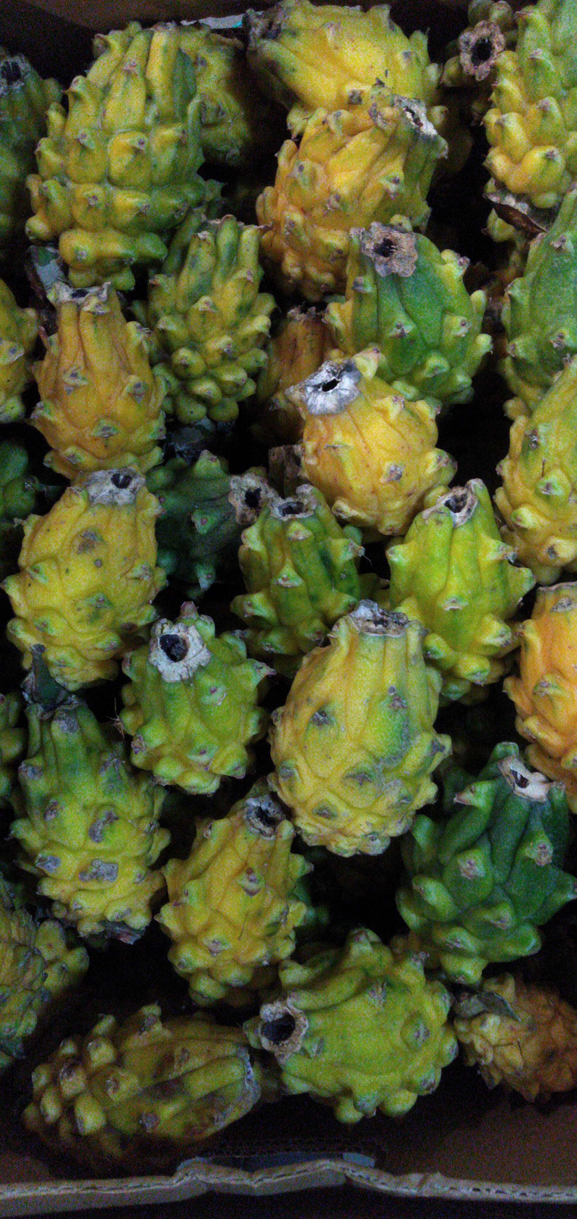 Pitaya calidad tercera