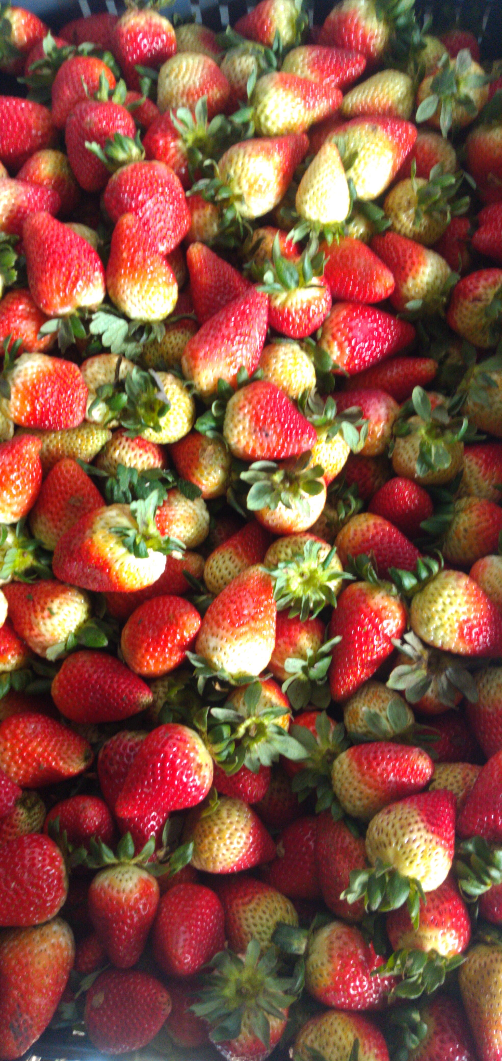 Fresa jumbo
