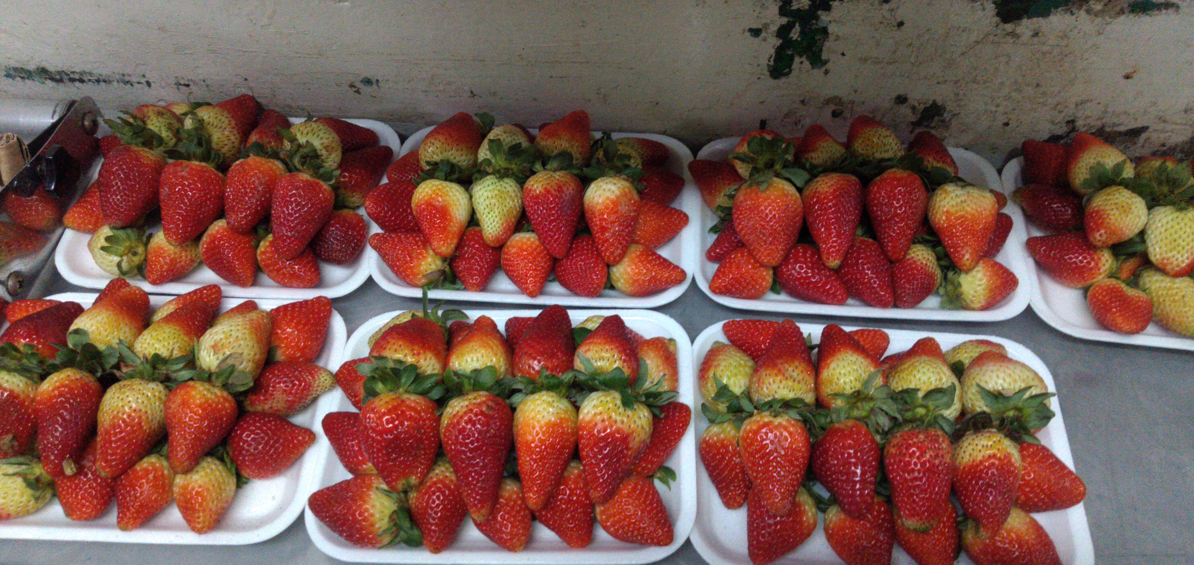 Fresa bandeja de extra