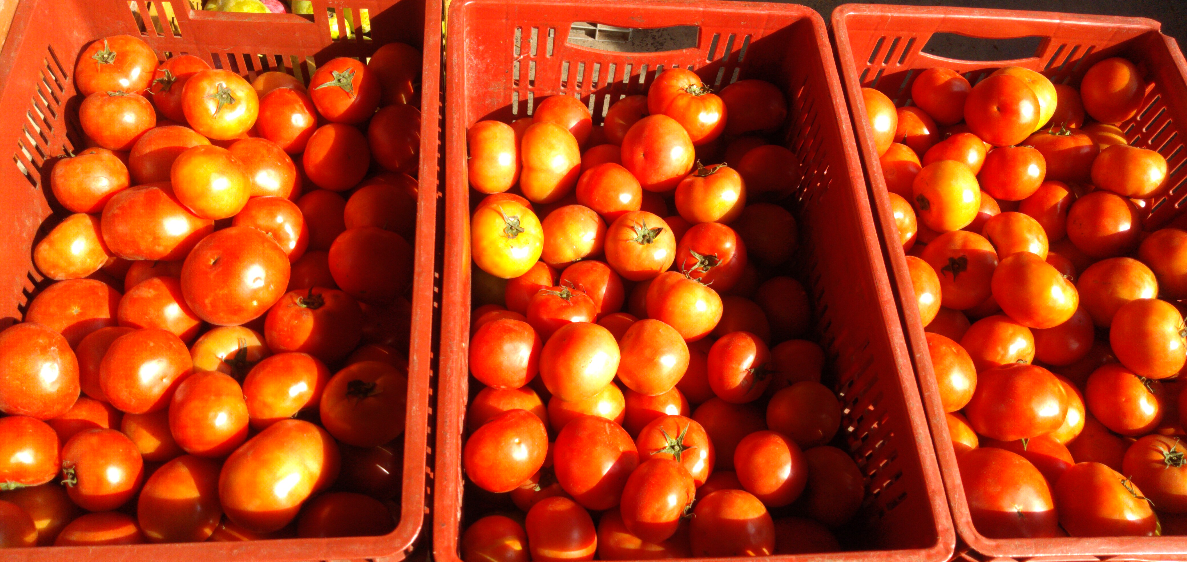 Tomate larga vida