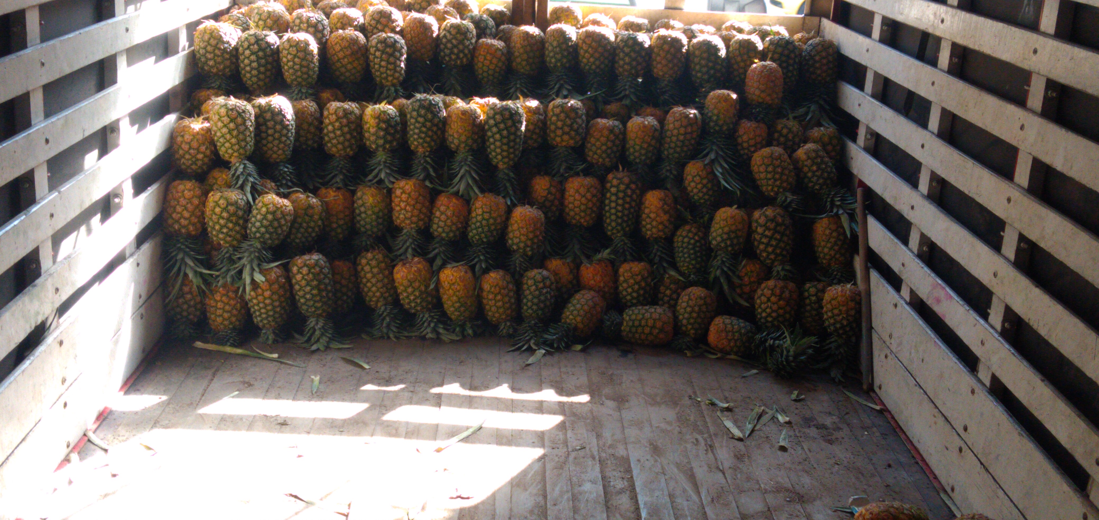 Piña oromiel