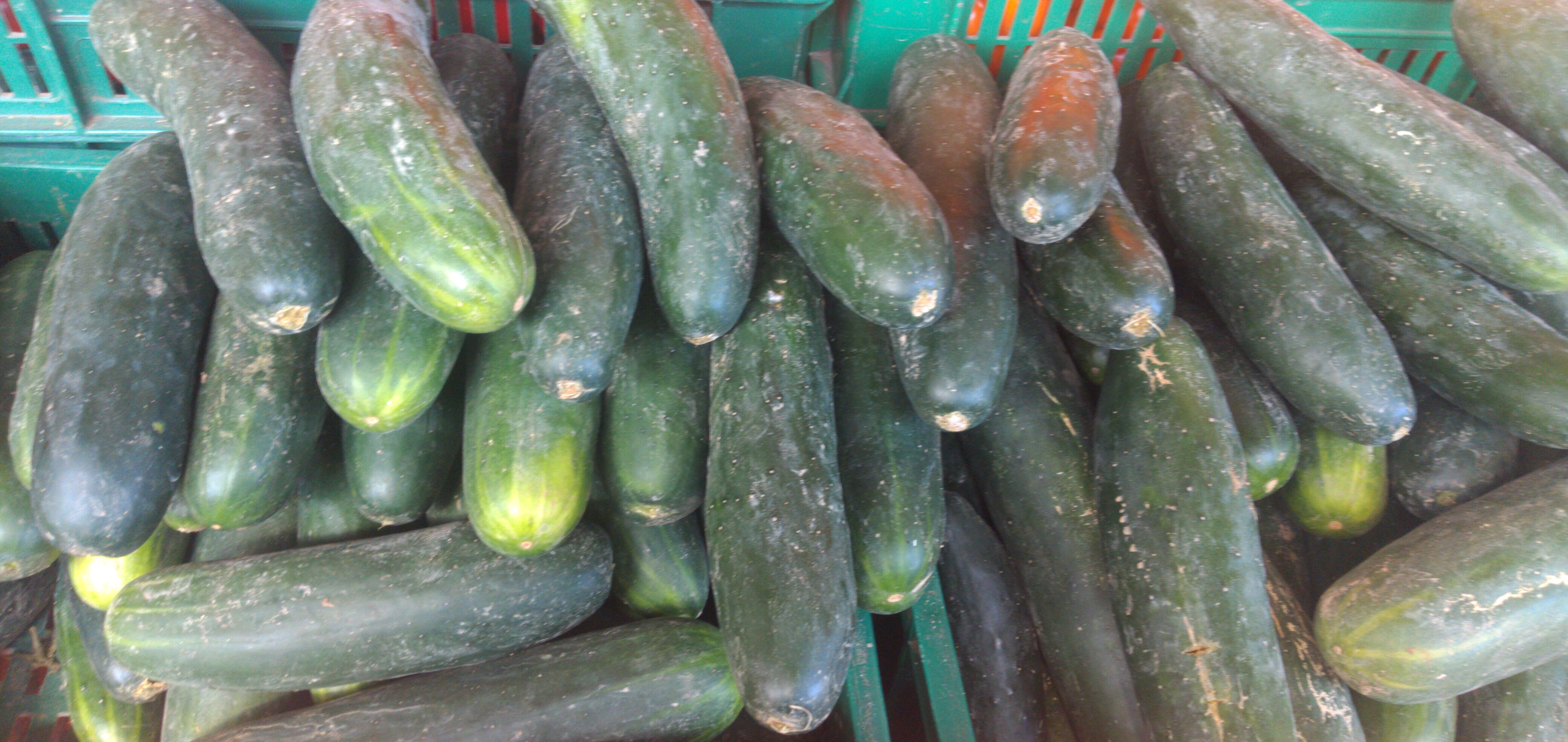 Pepino