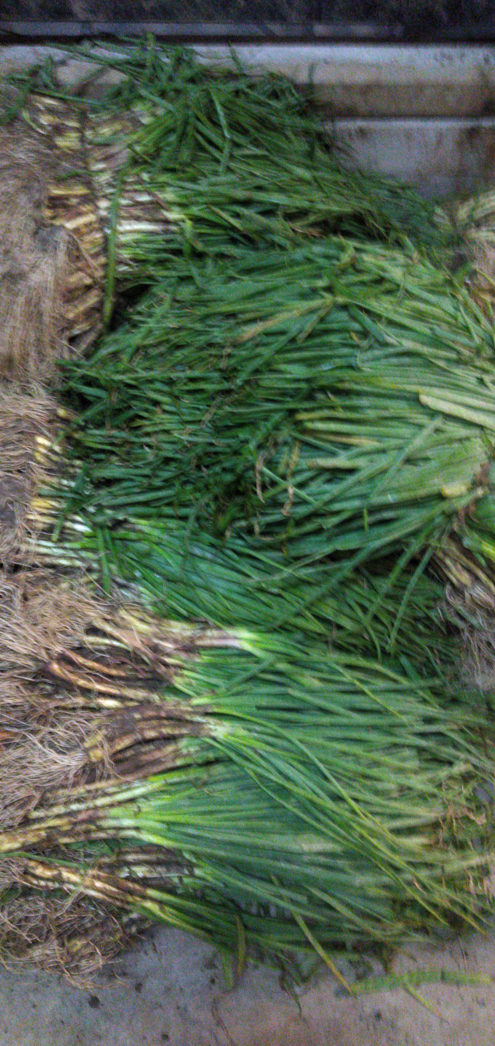 Cebolla de rama sucia