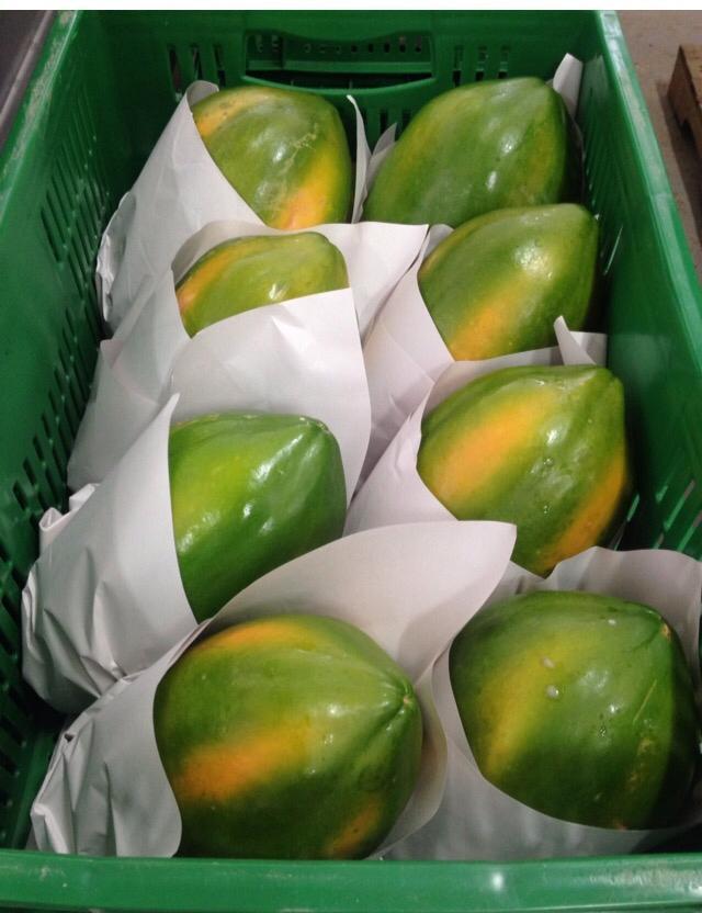 Papaya tainung