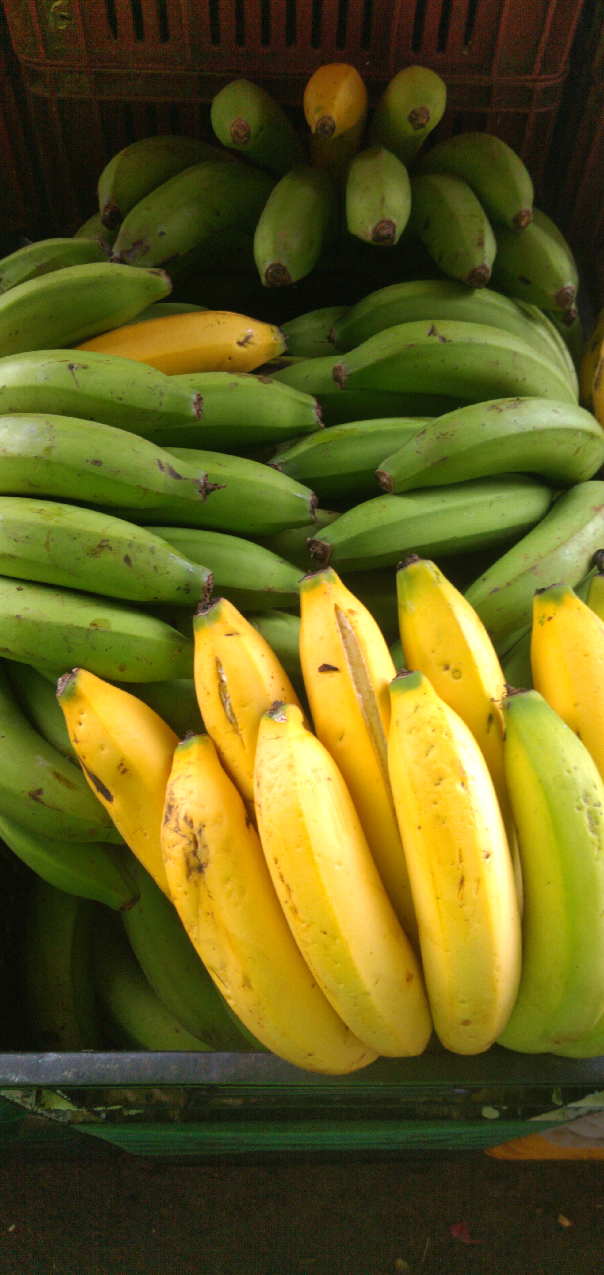 Banano