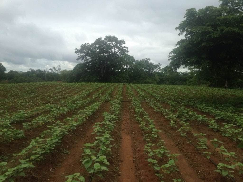 Batata