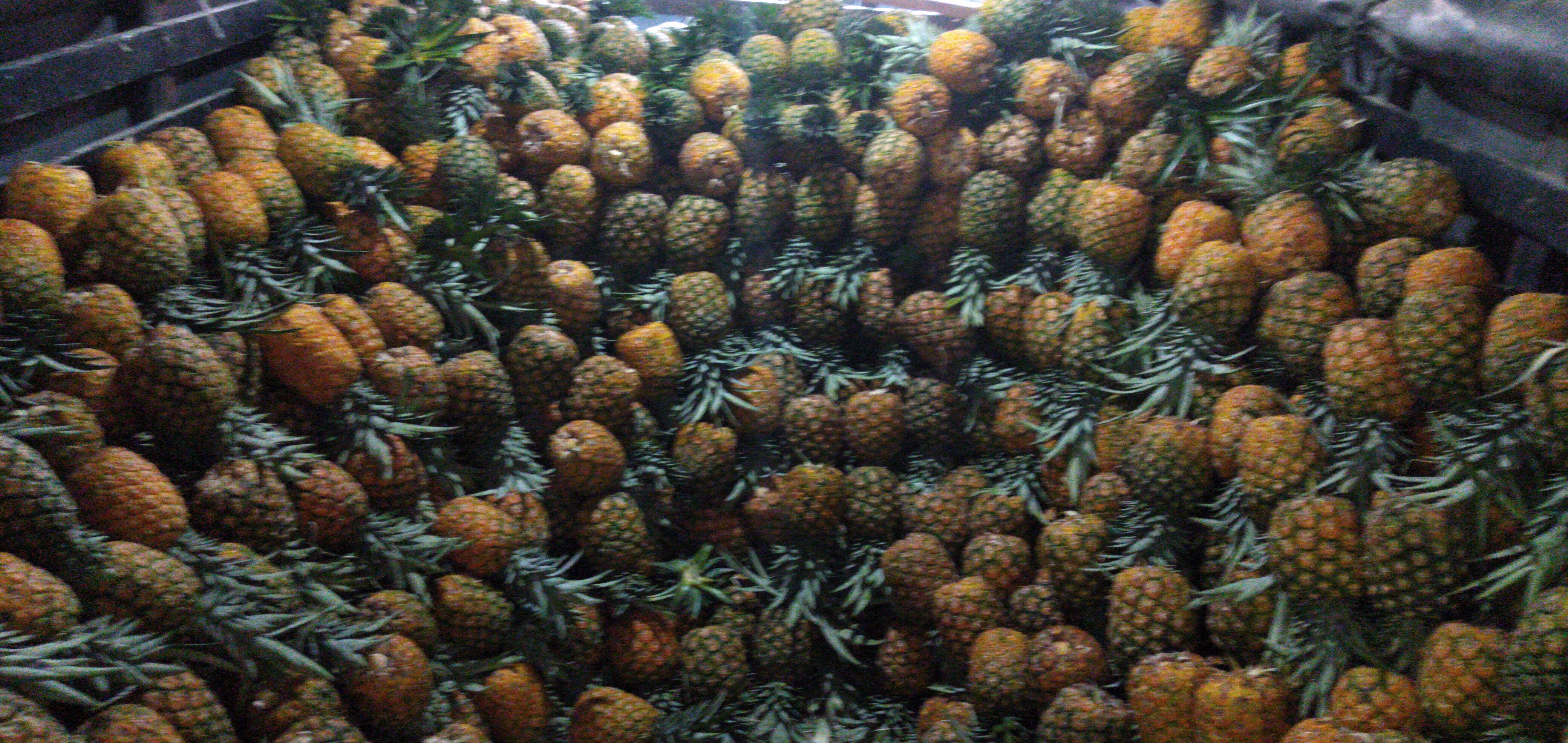 Piña oromiel