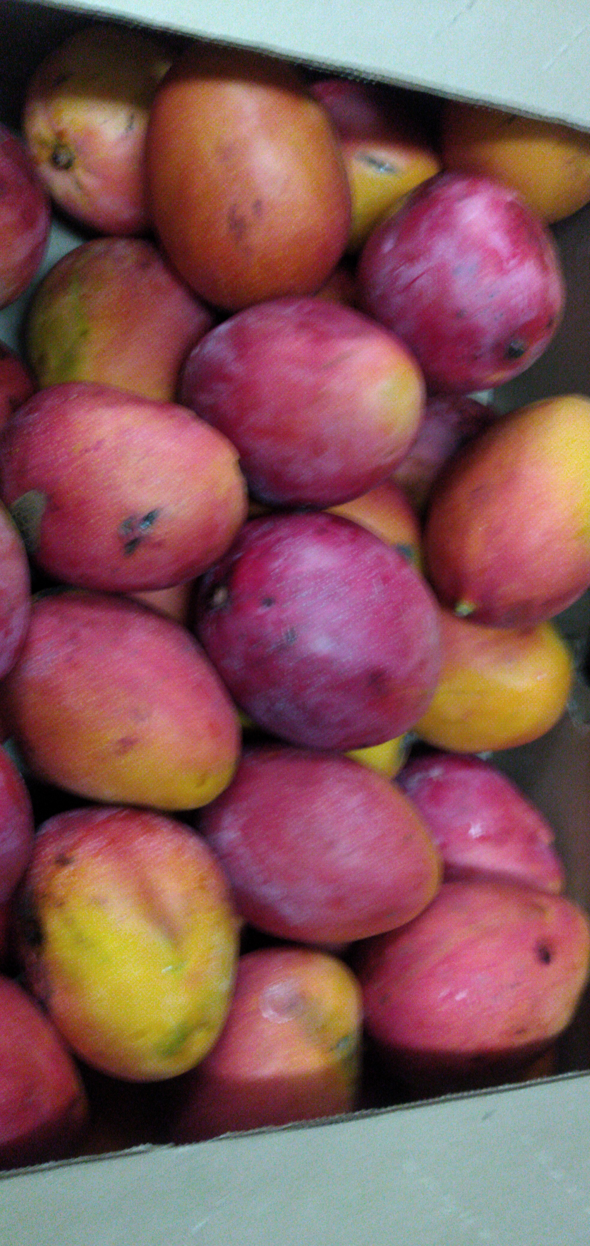 Mango tommy