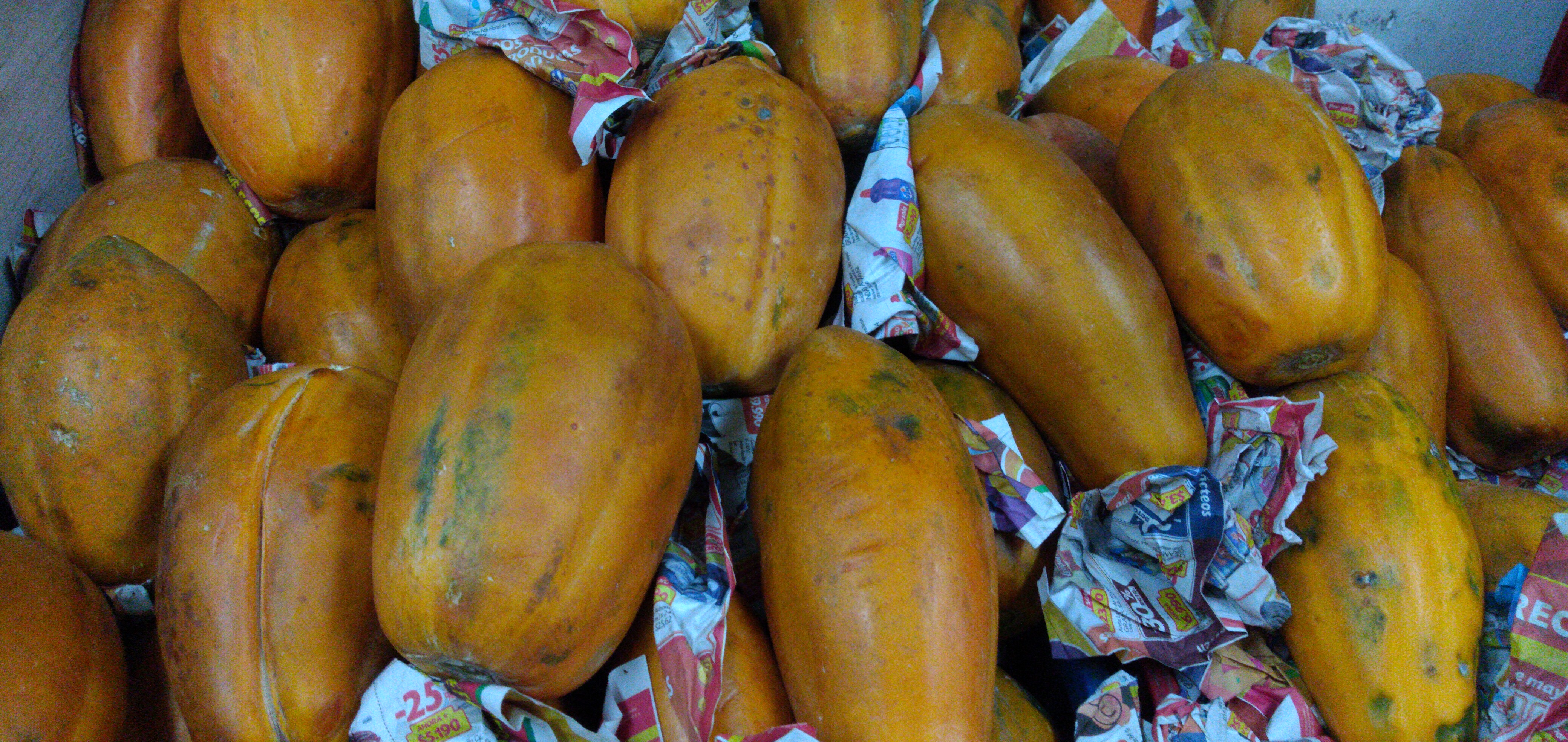 Papaya maradol