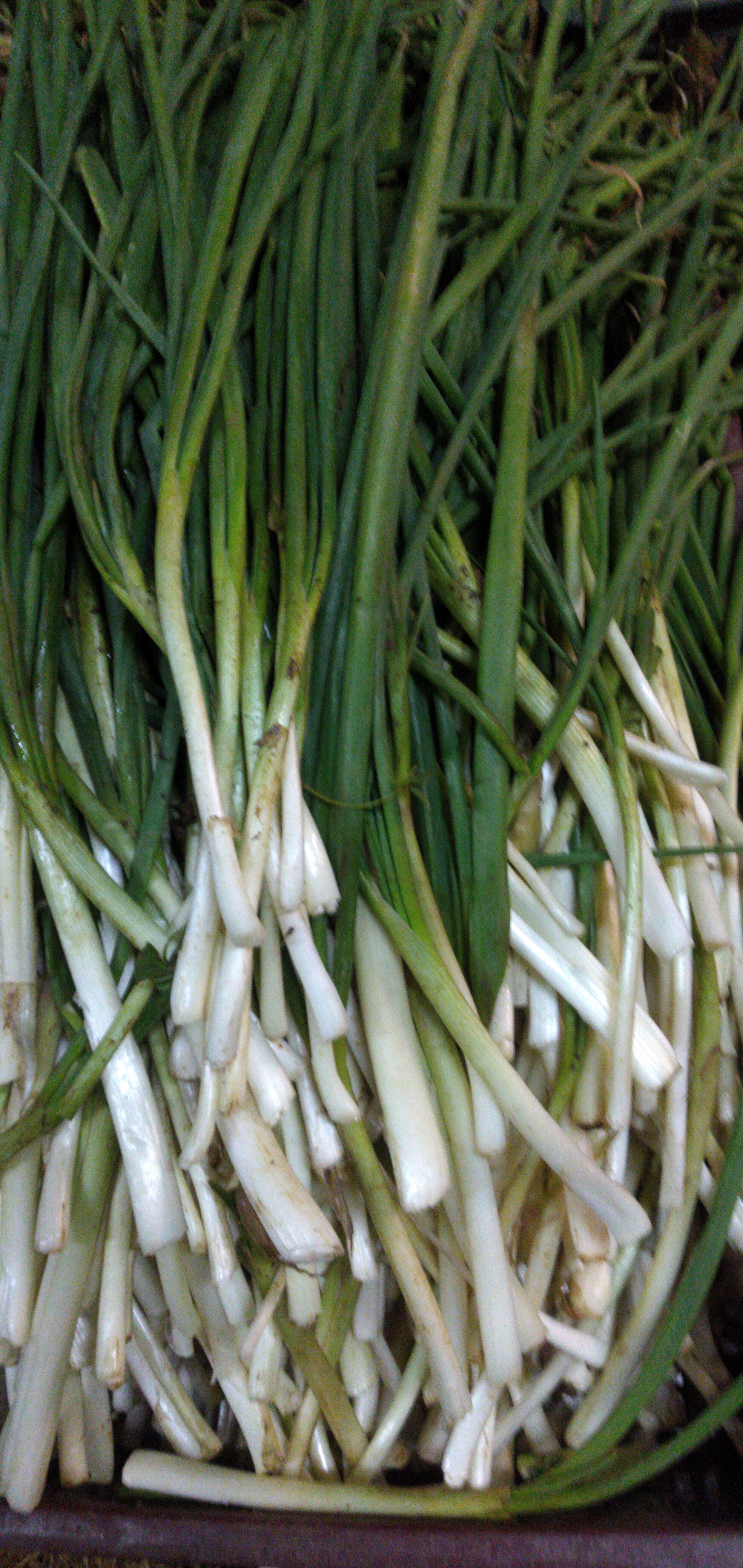 Cebolla de rama