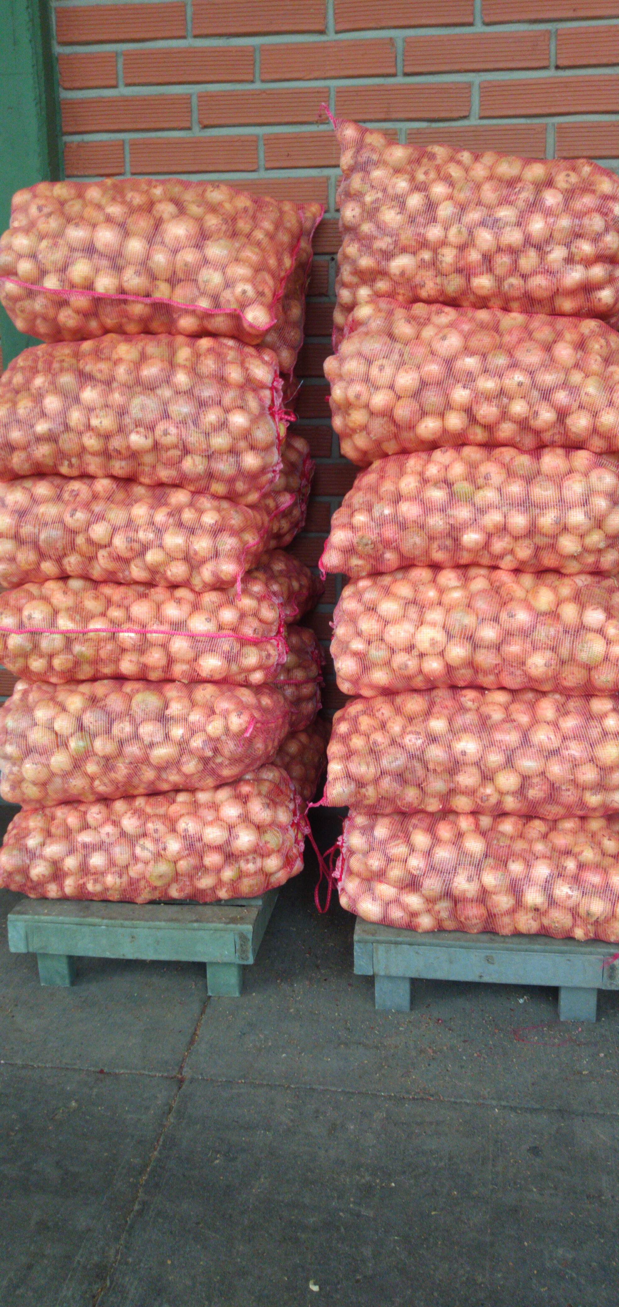 Cebolla blanca bulto x 48 kh