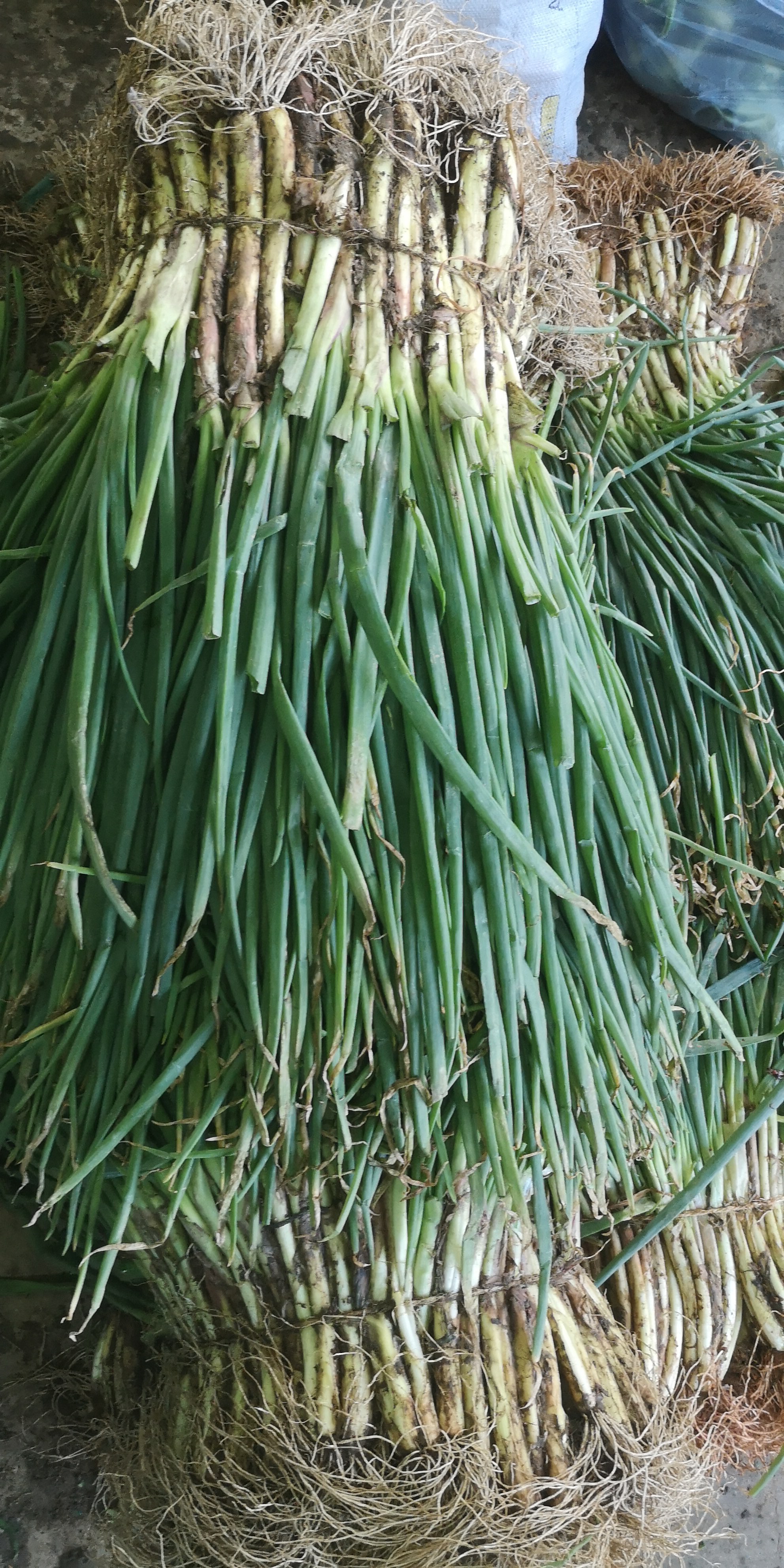 Cebolla de rama