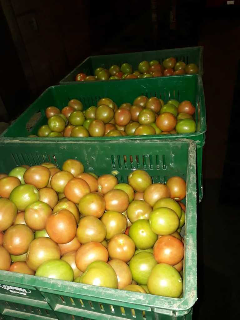 Tomate