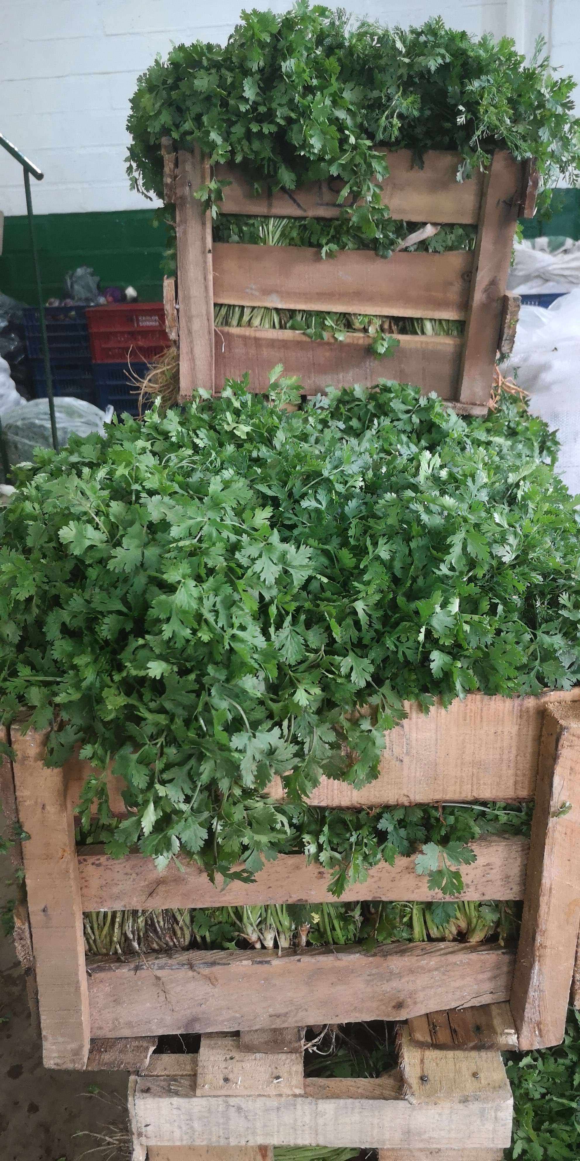 Cilantro de Aliño