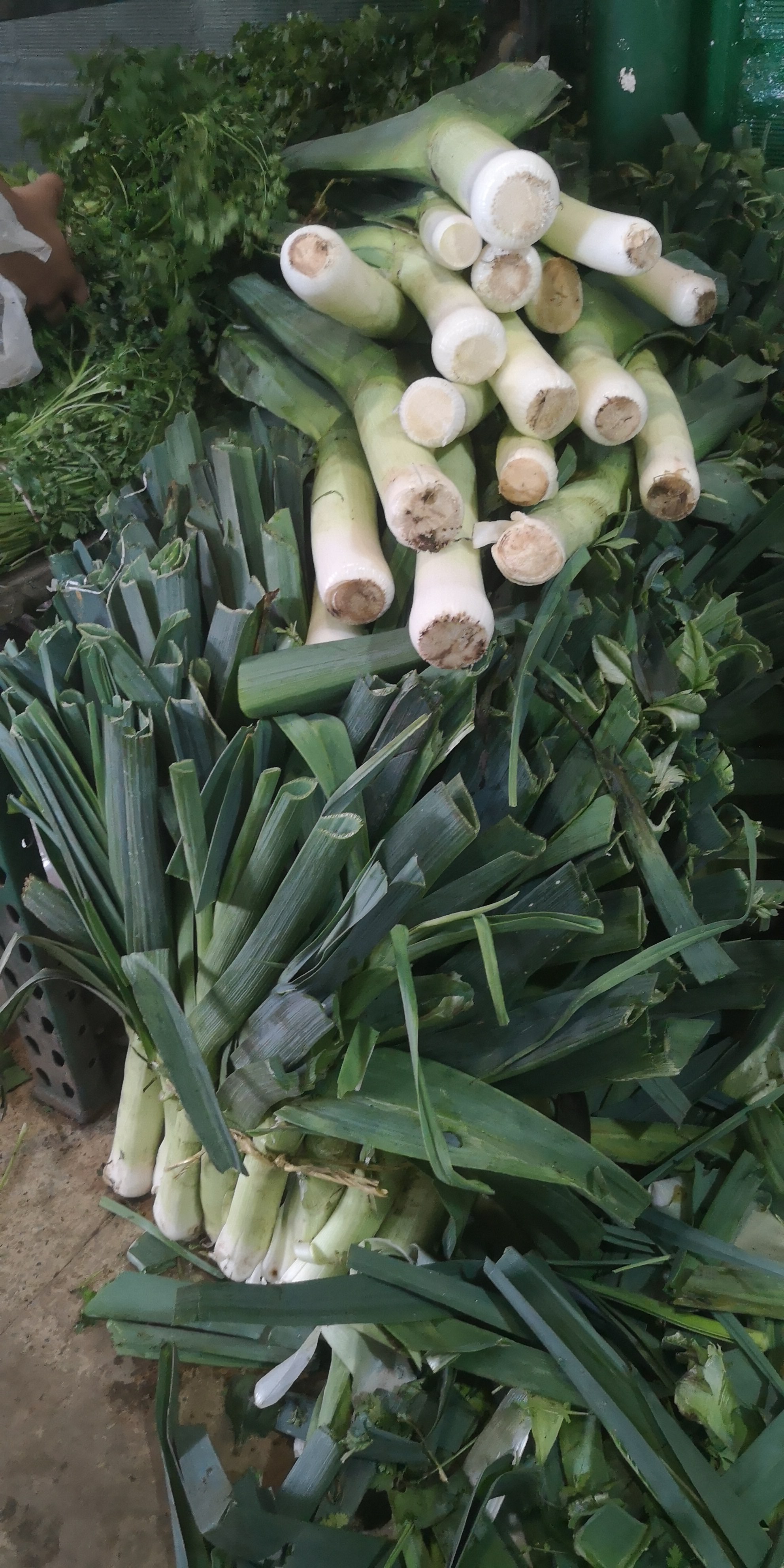 Cebolla Puero