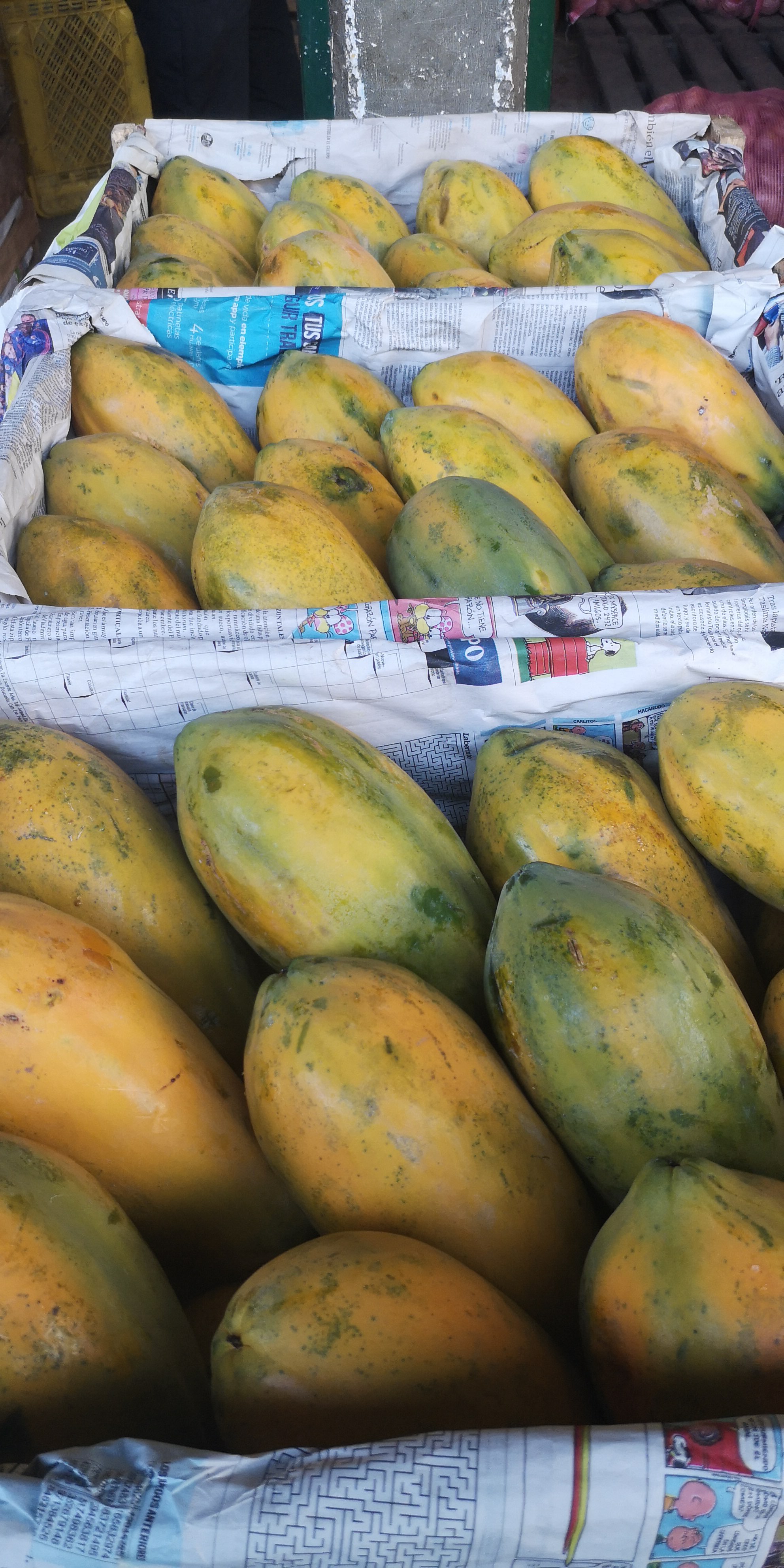 Papaya Tainu