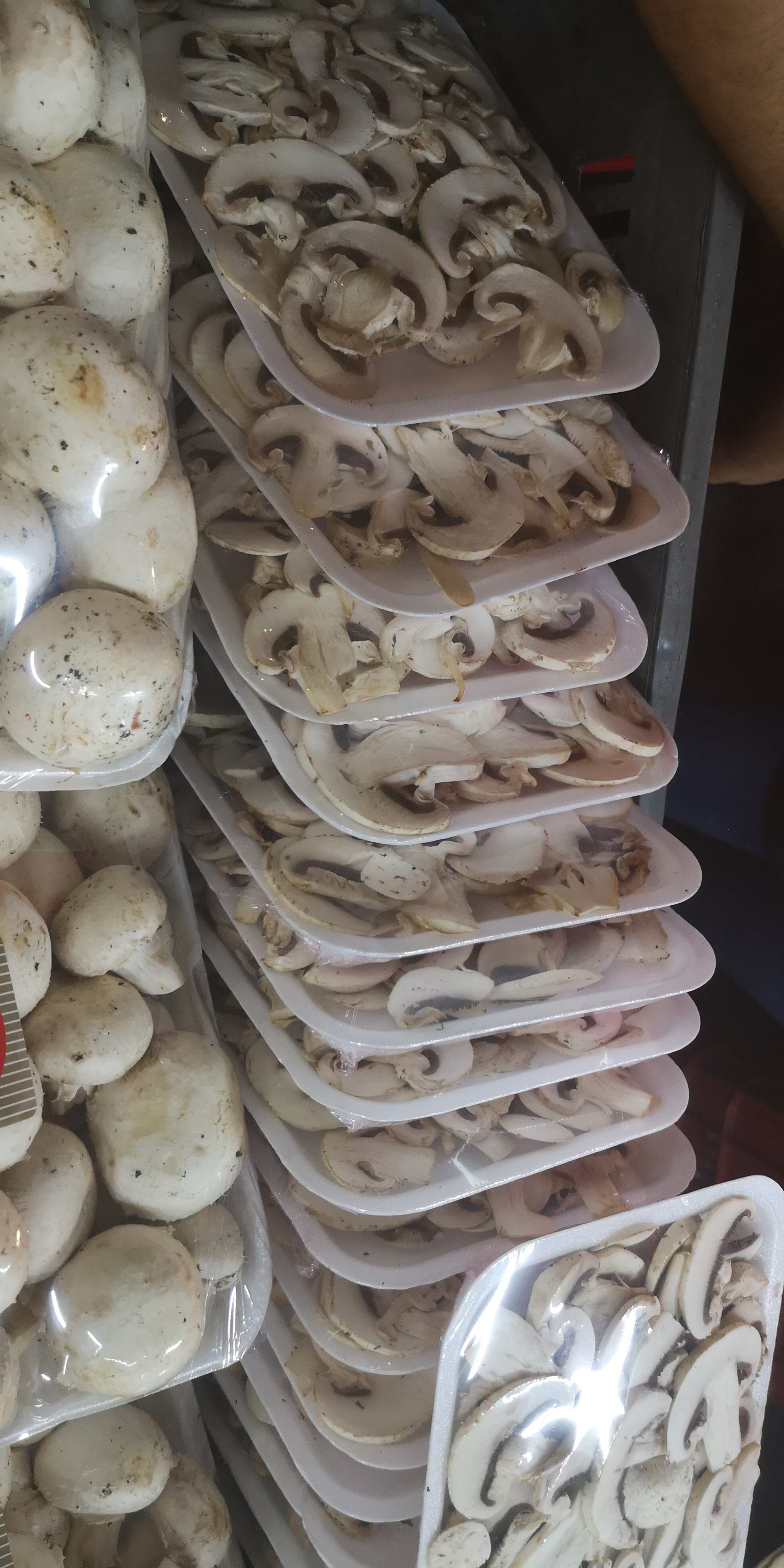 Champiñon plano